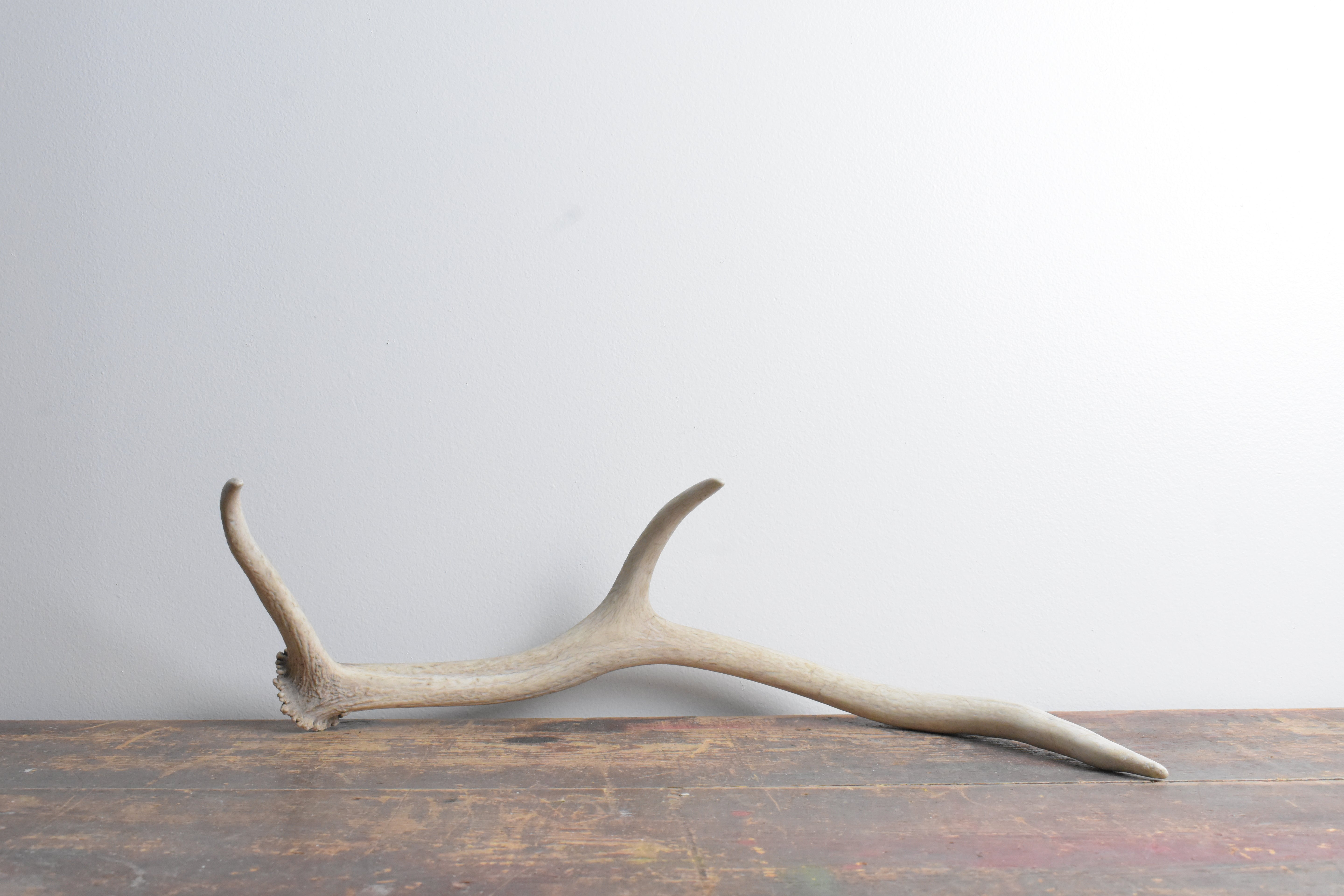 Elk Antler | Small Size | 66