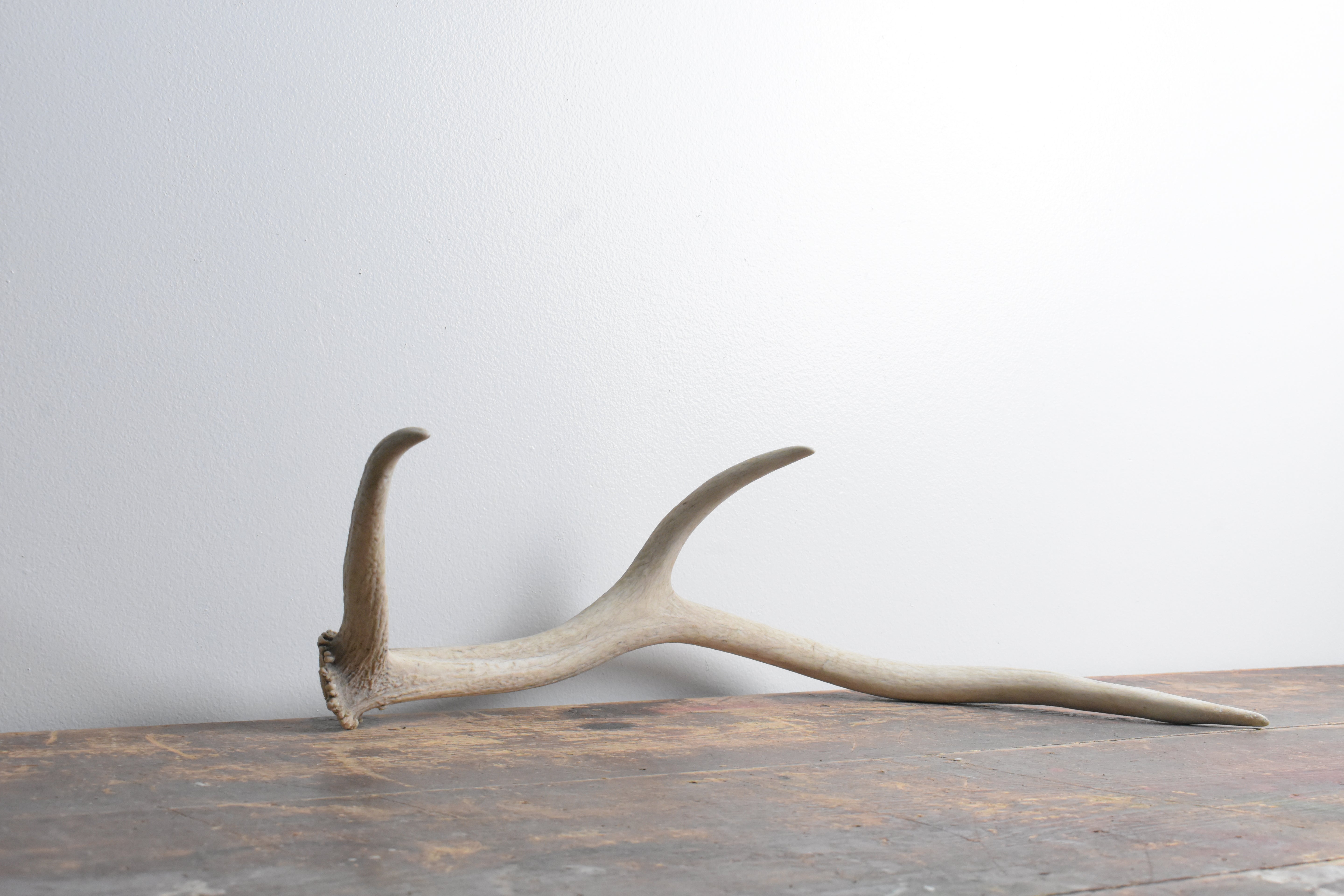 Elk Antler | Small Size | 66