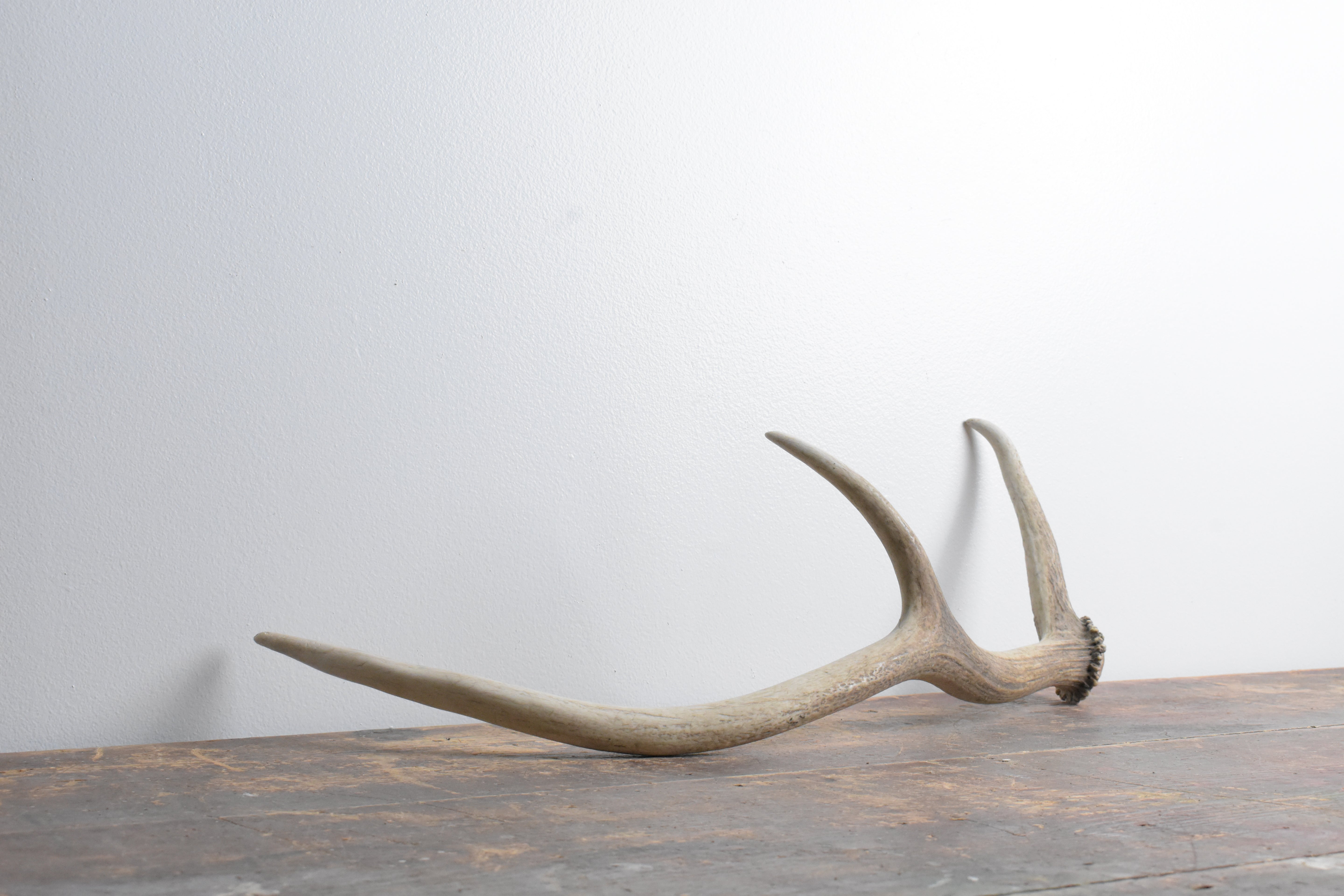 Elk Antler | Small Size | 66