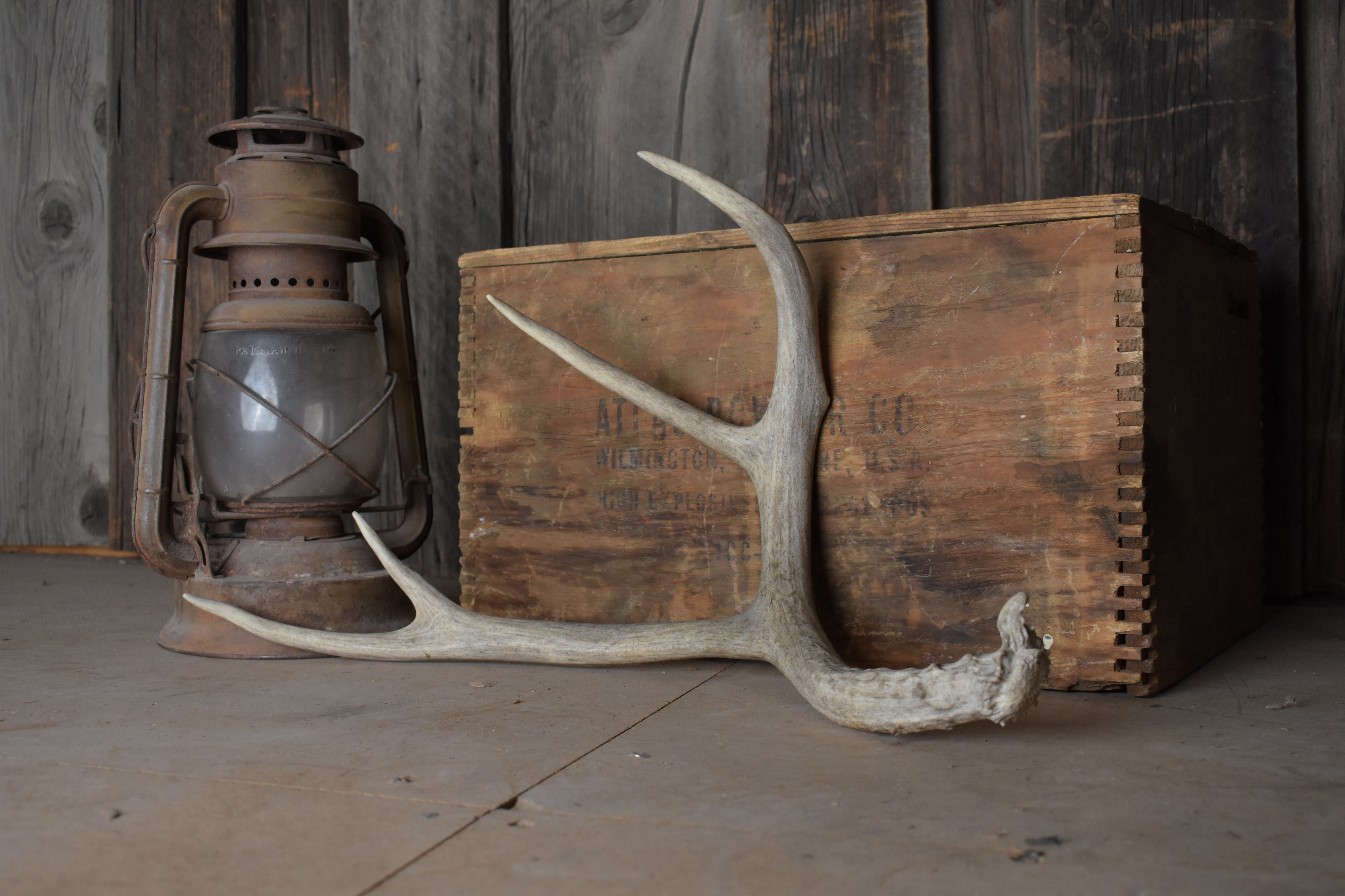 Mule Deer Antler | 03