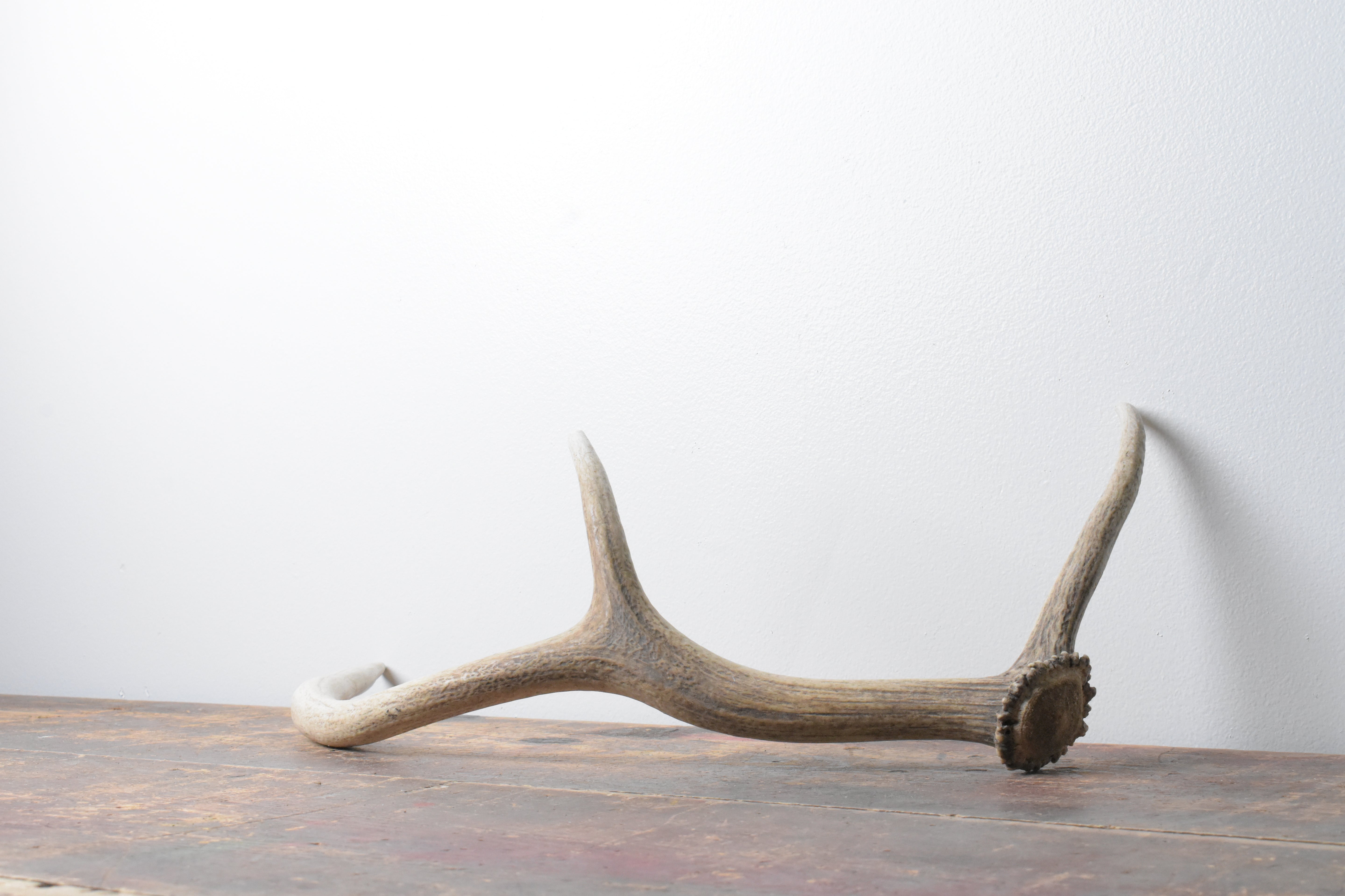 Elk Antler | Small Size | 66