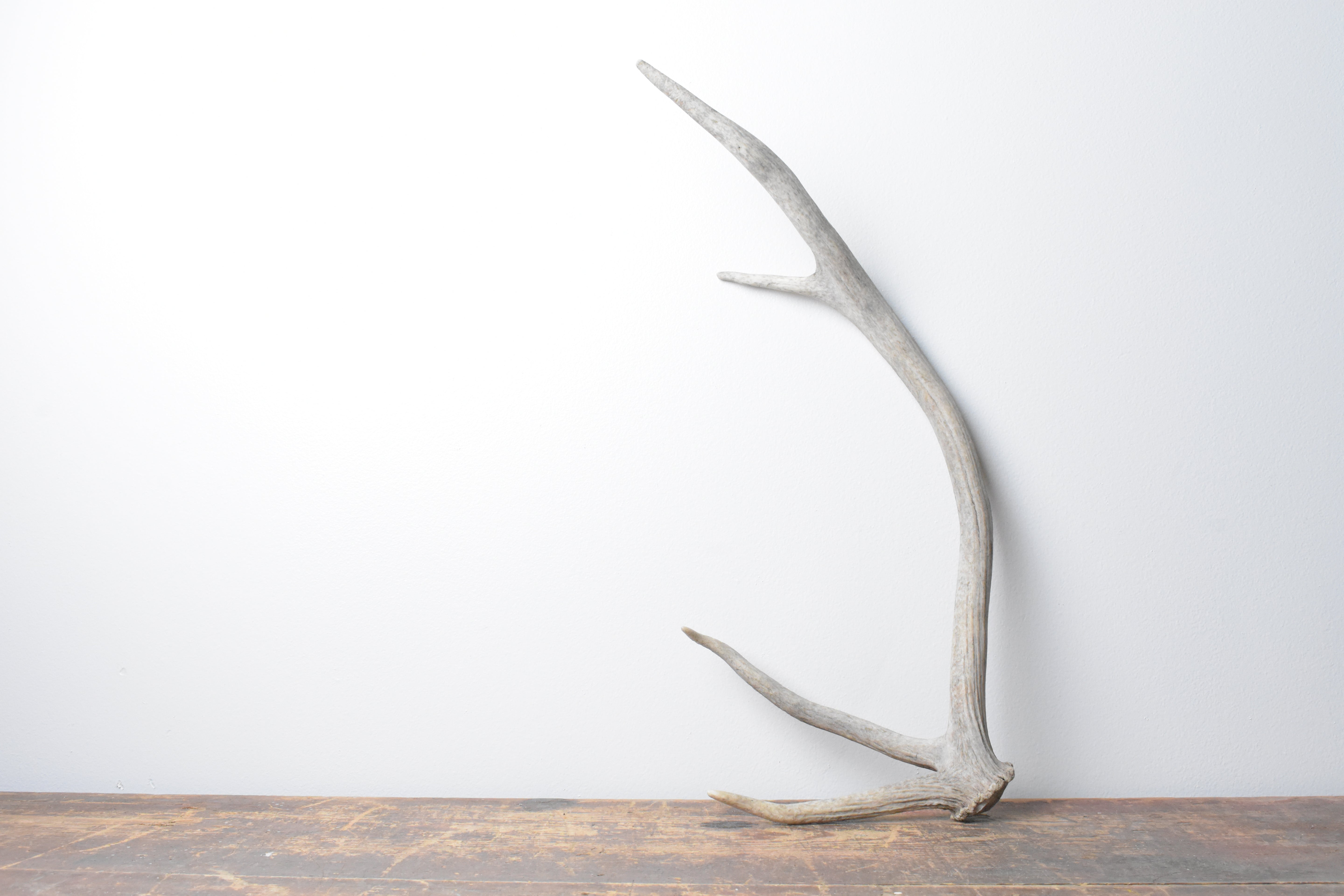 Elk Antler | 77
