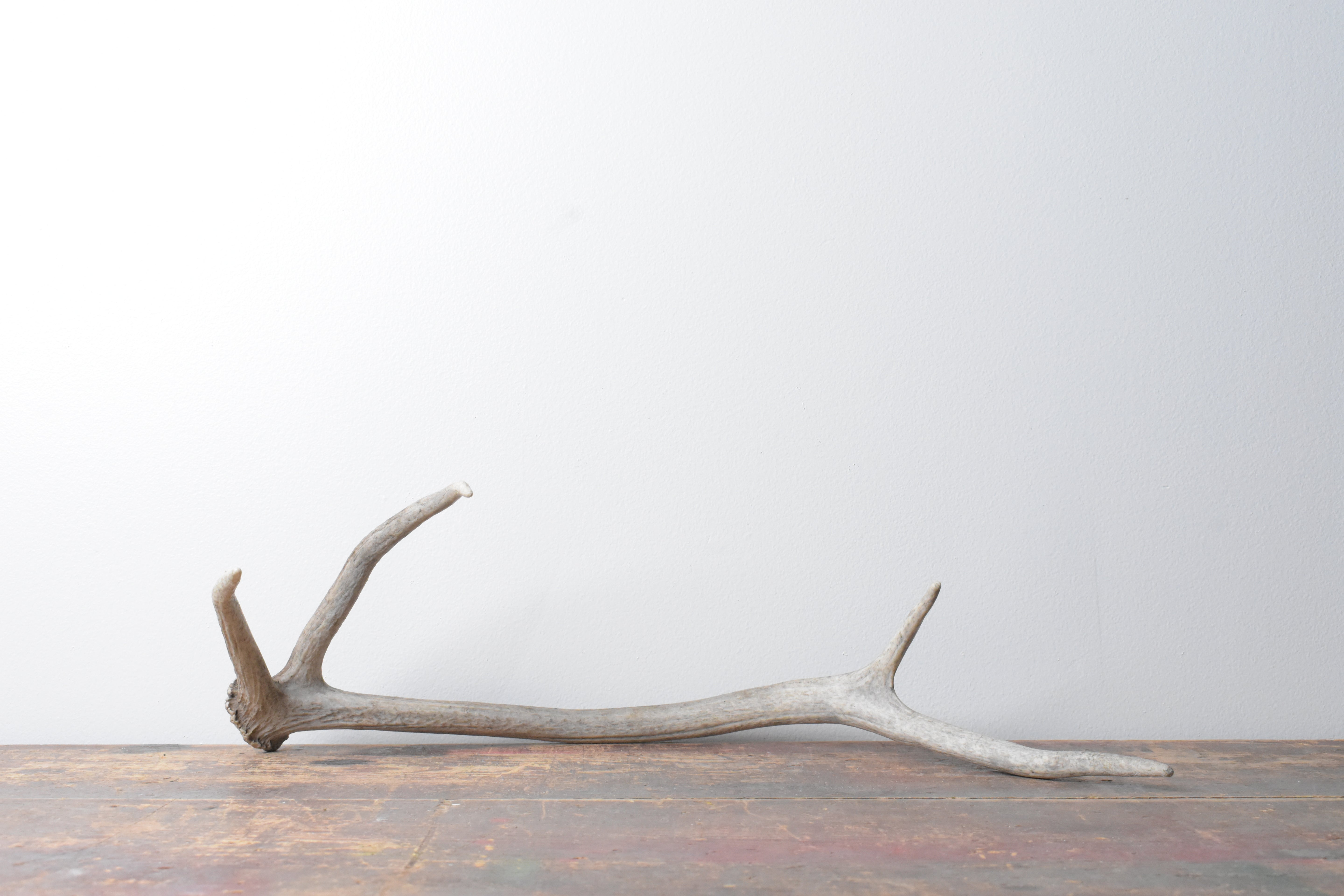 Elk Antler | Small Size | 77