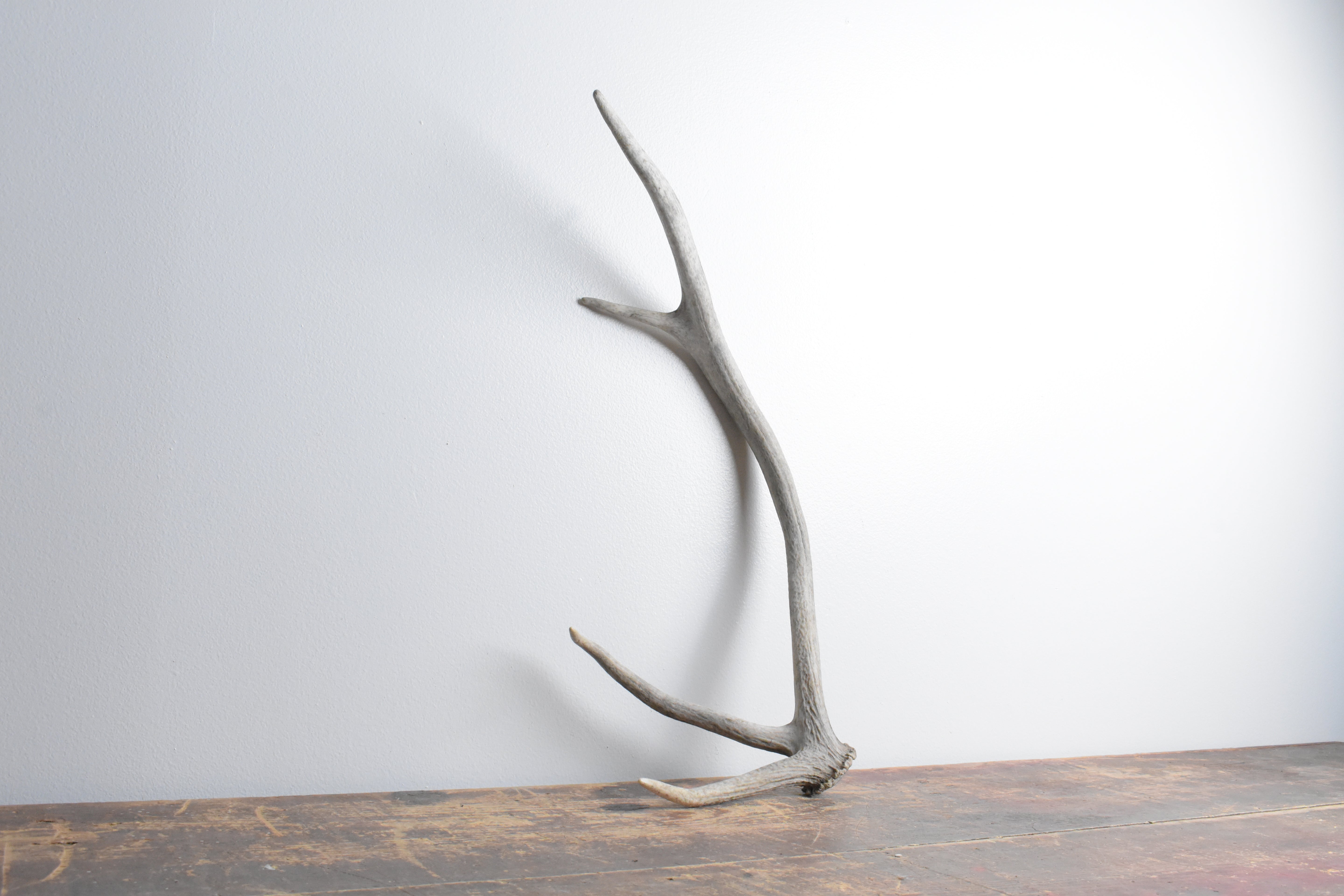 Elk Antler | Small Size | 77