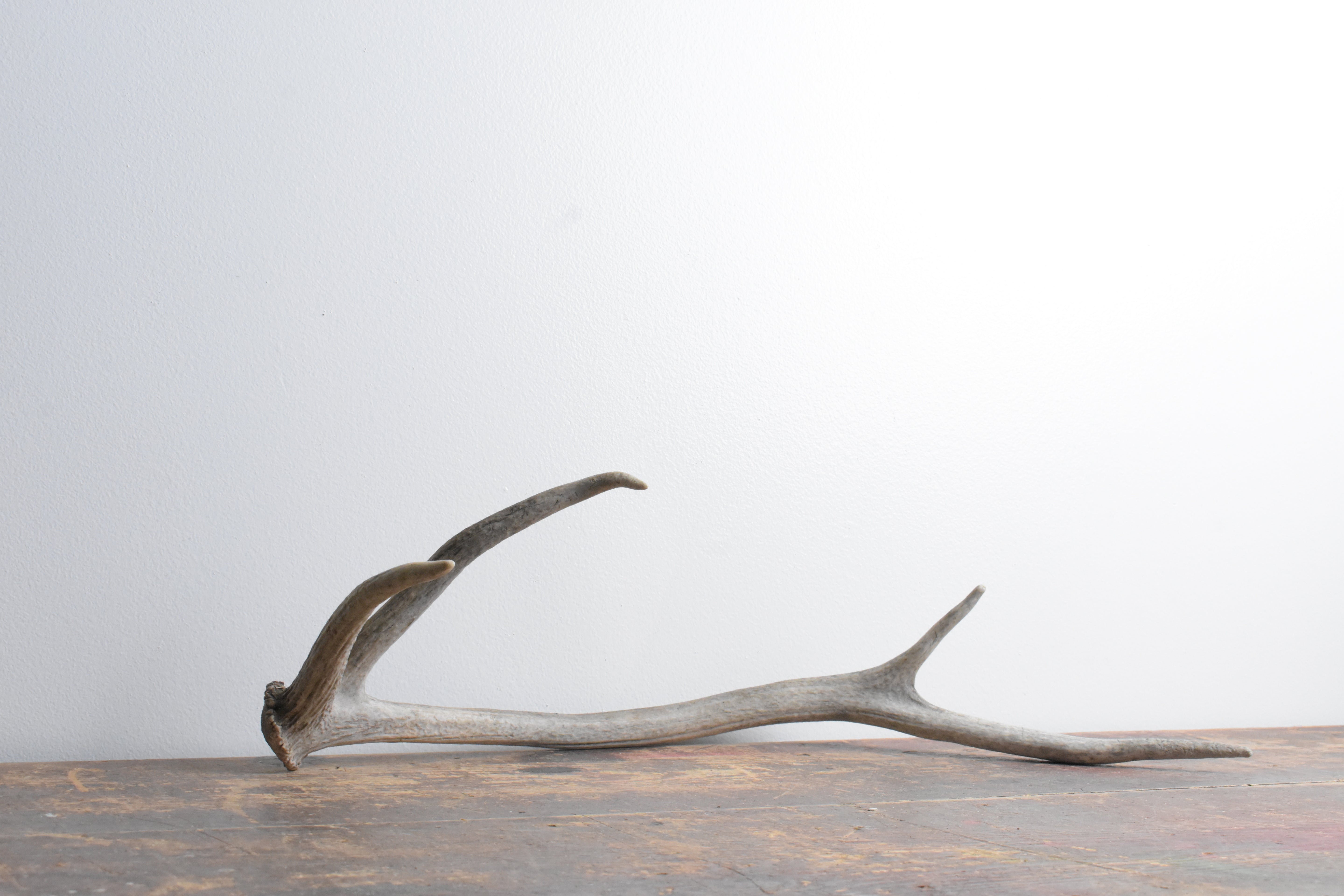 Elk Antler | Small Size | 77