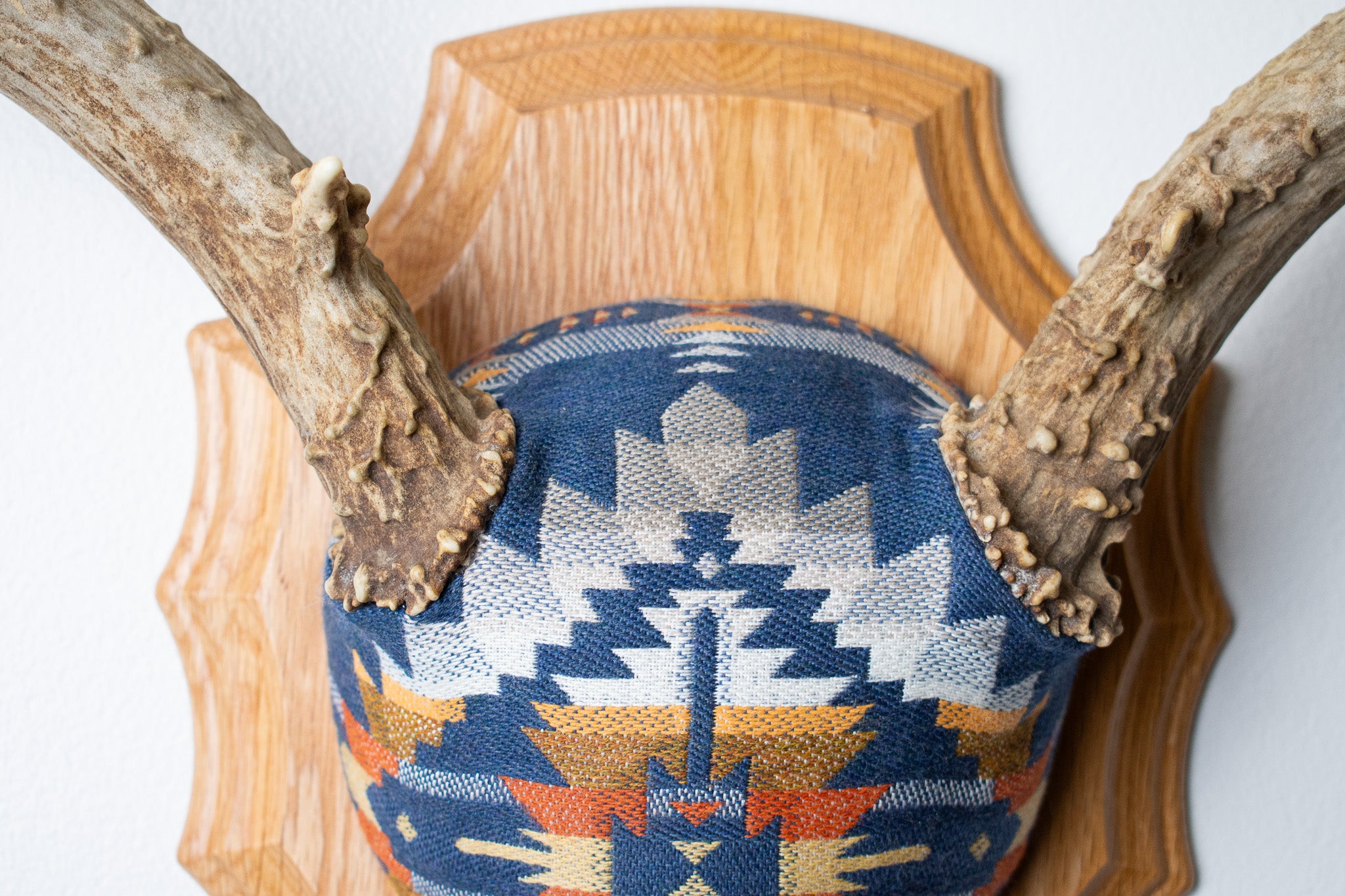 Mule Deer Antler Mount | Indigo | 04