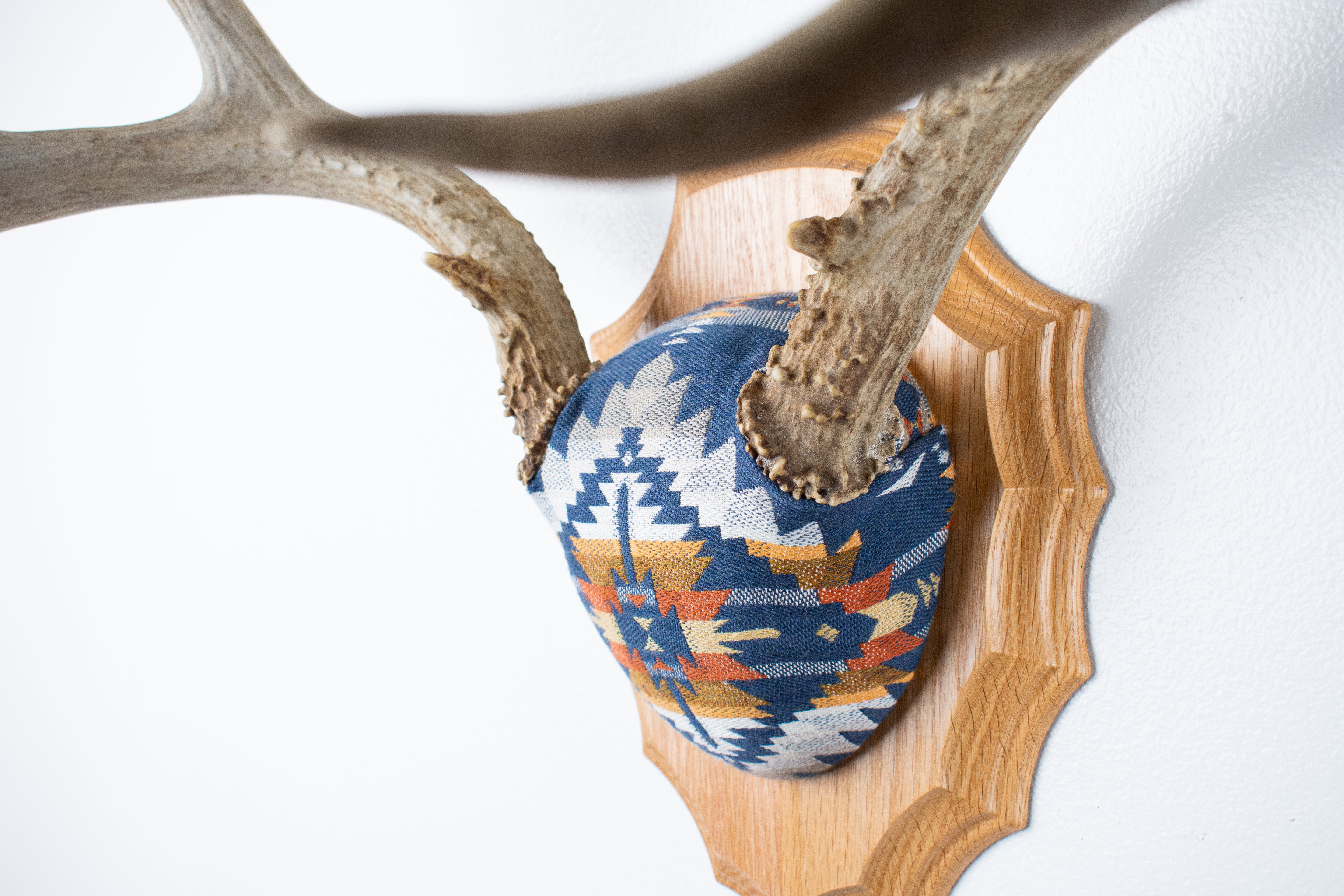 Mule Deer Antler Mount | Indigo | 04