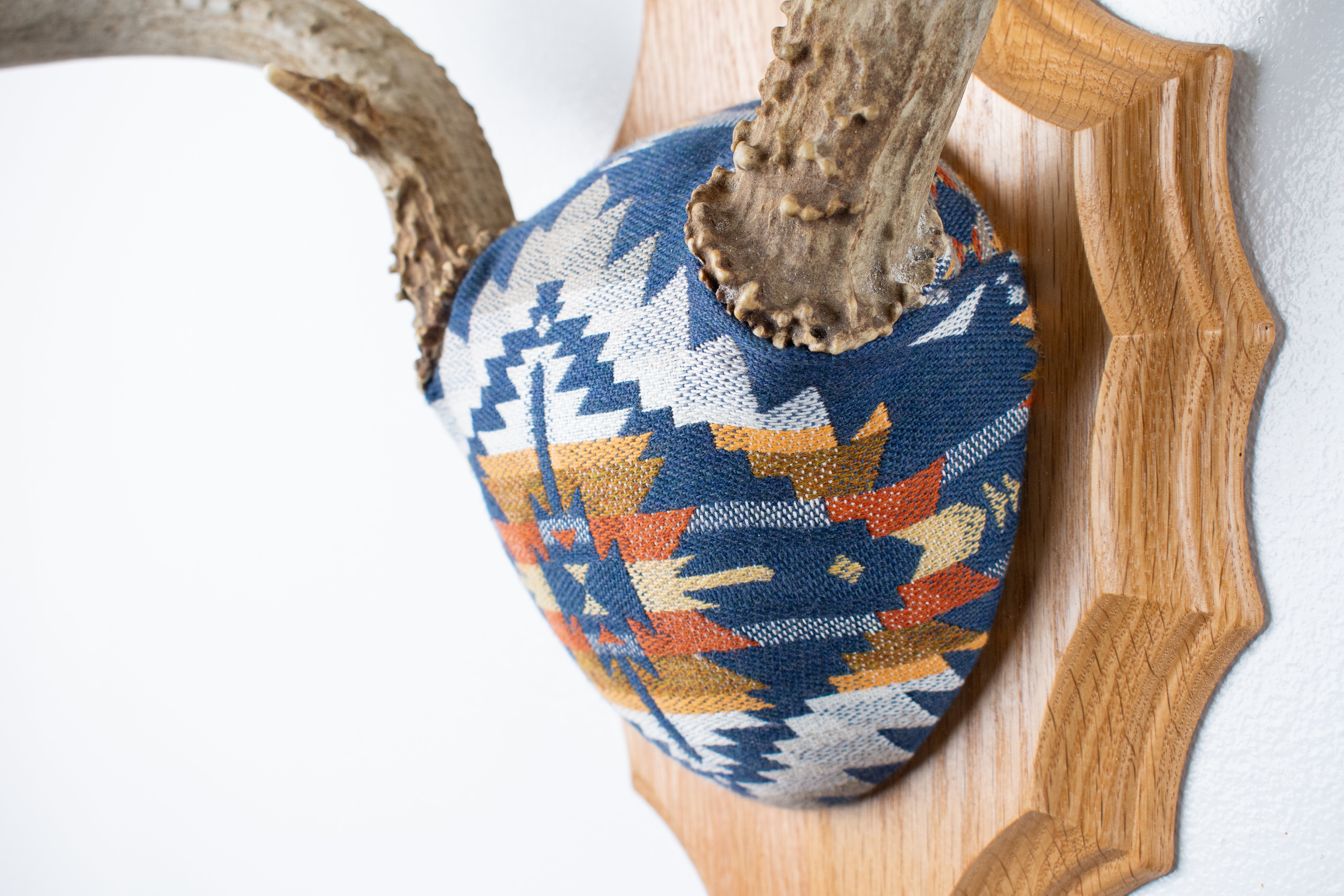 Mule Deer Antler Mount | Indigo | 04