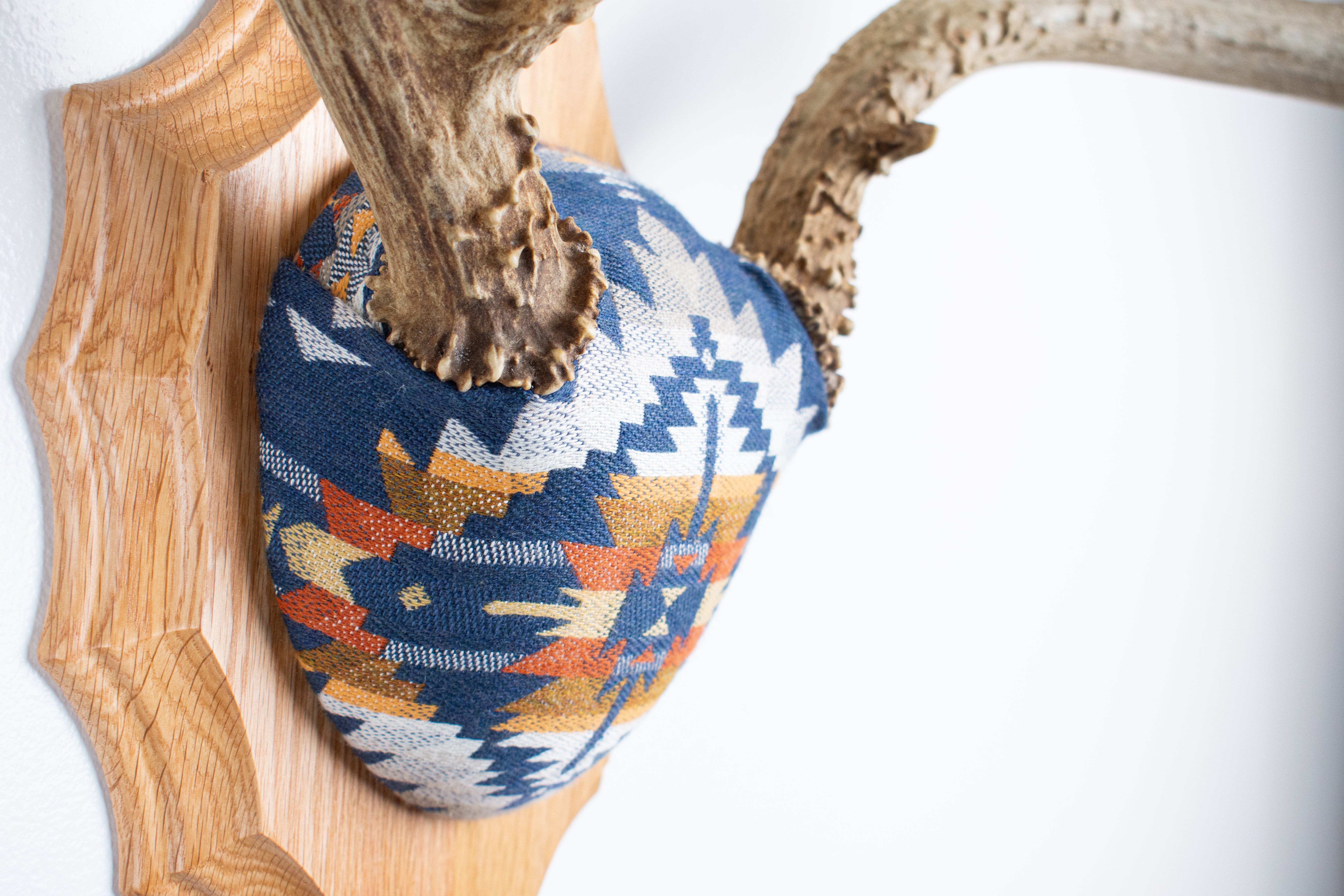 Mule Deer Antler Mount | Indigo | 04