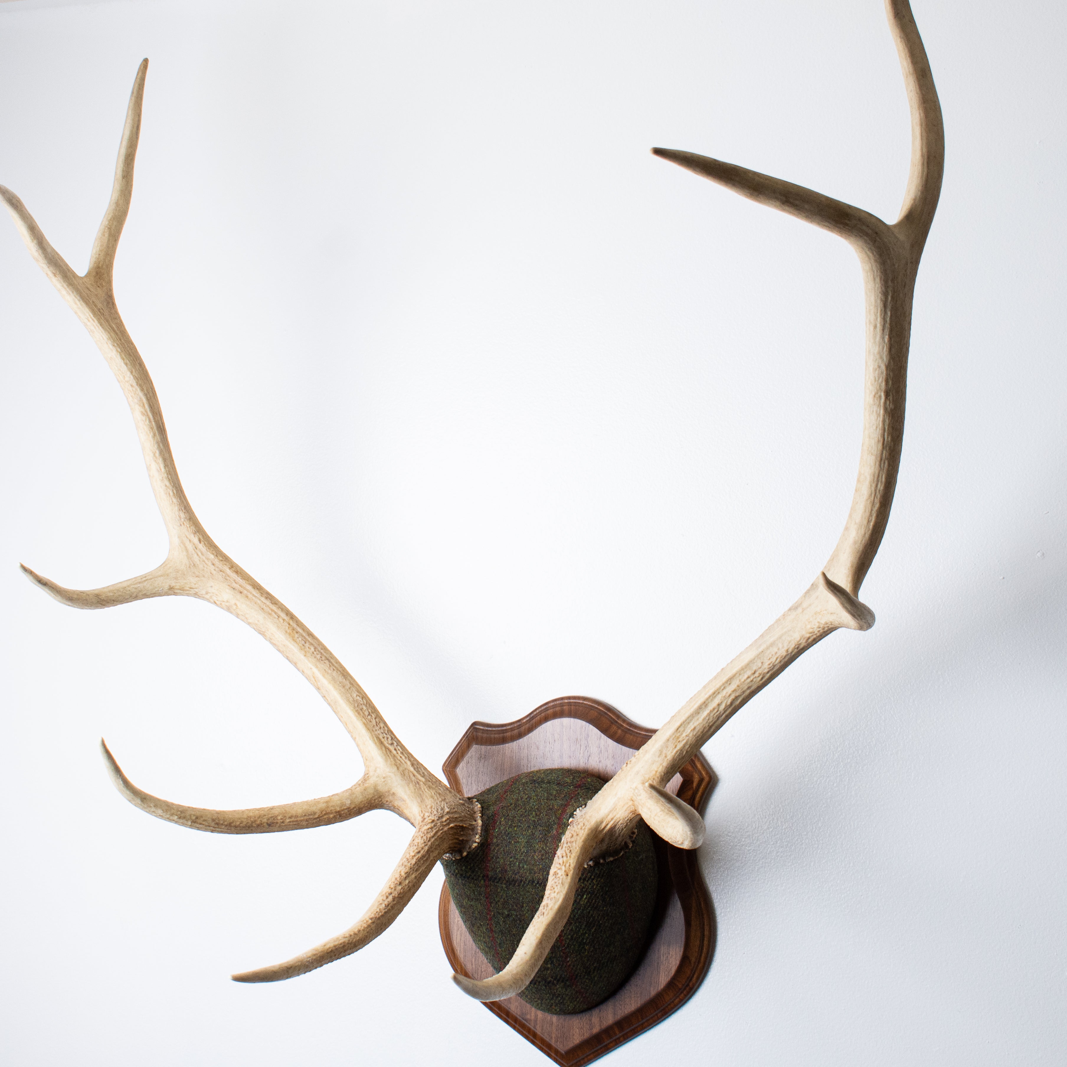 Elk Antler Mount | Green, Black and Red Overcheck | 16