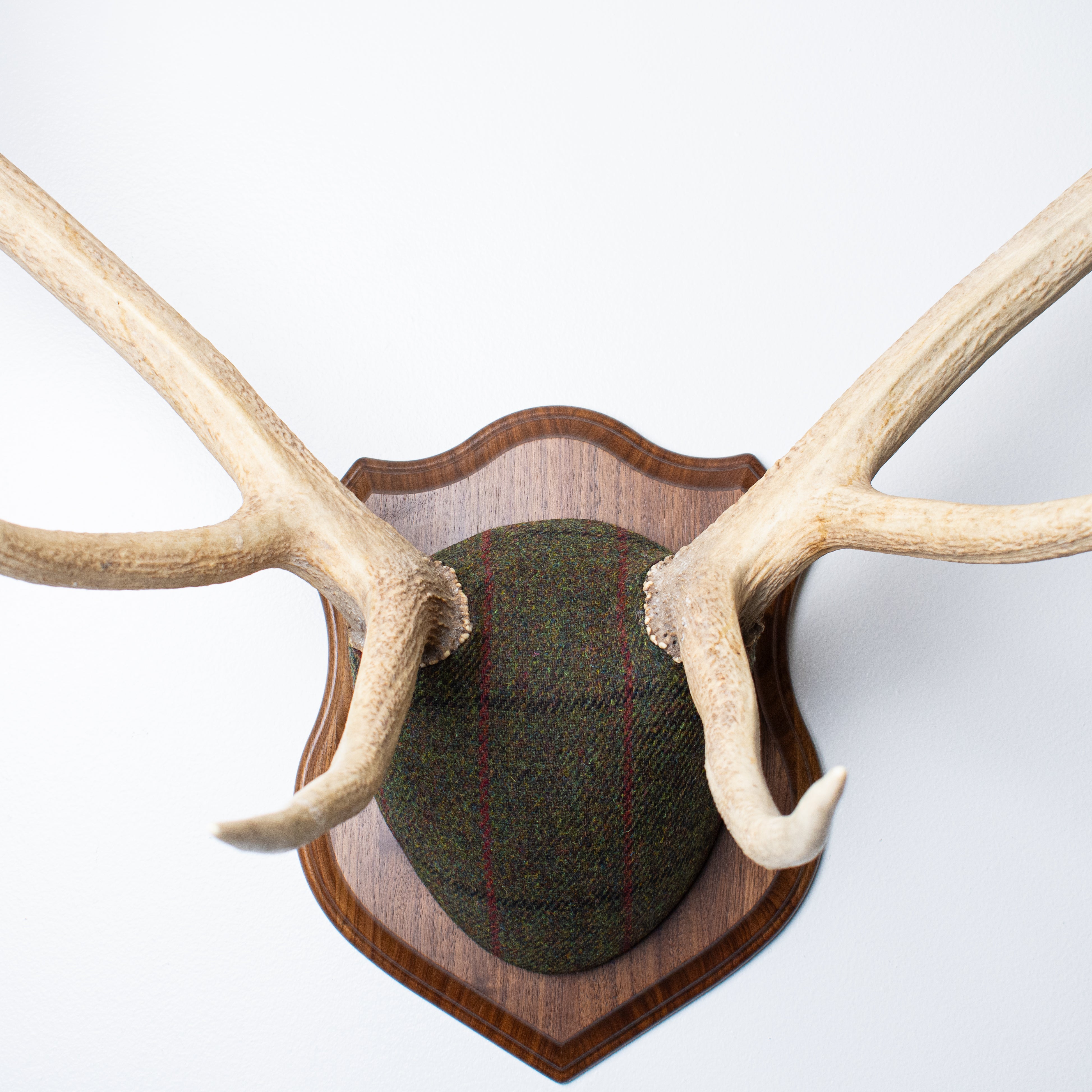 Elk Antler Mount | Green, Black and Red Overcheck | 16