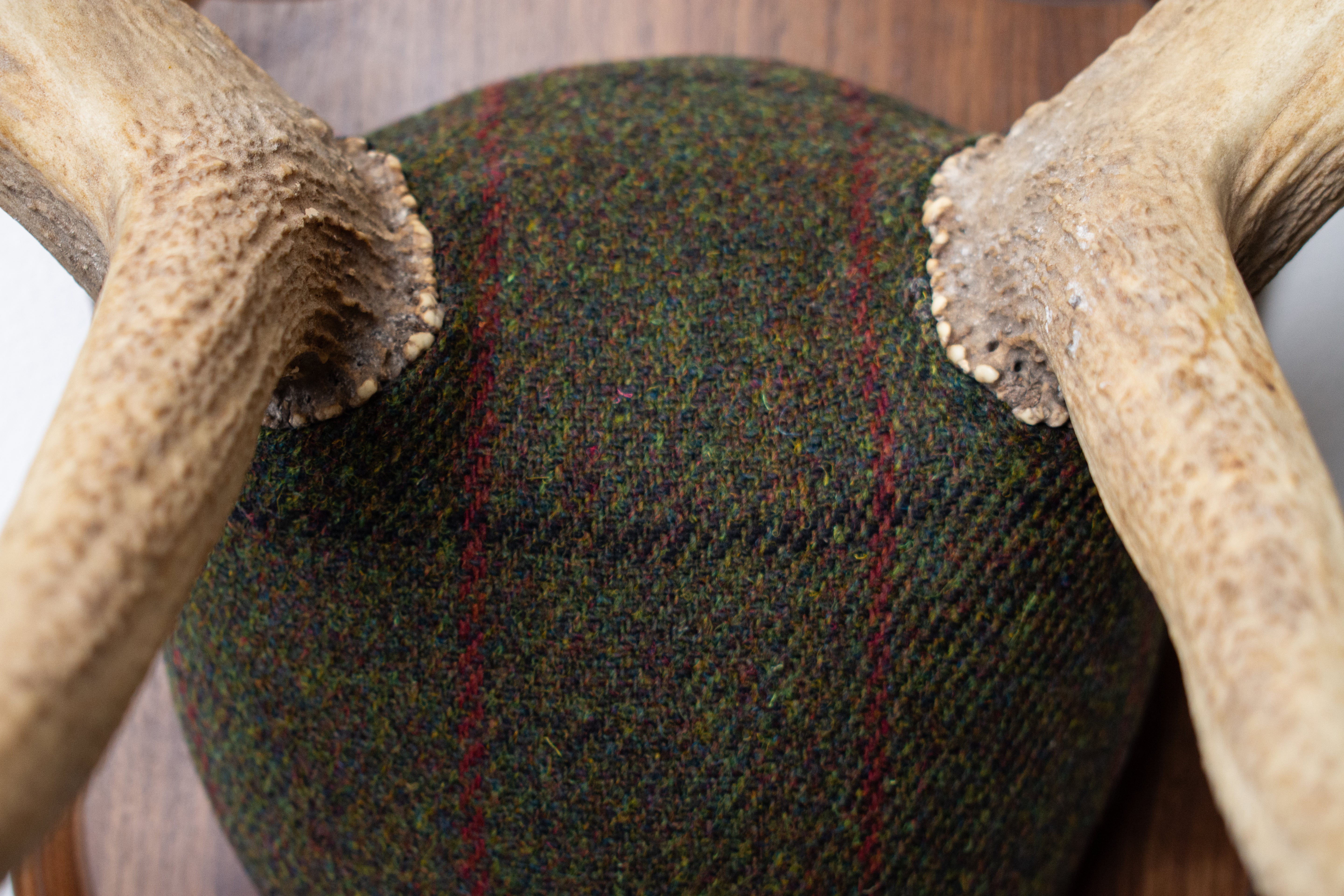 Elk Antler Mount | Green, Black and Red Overcheck | 16