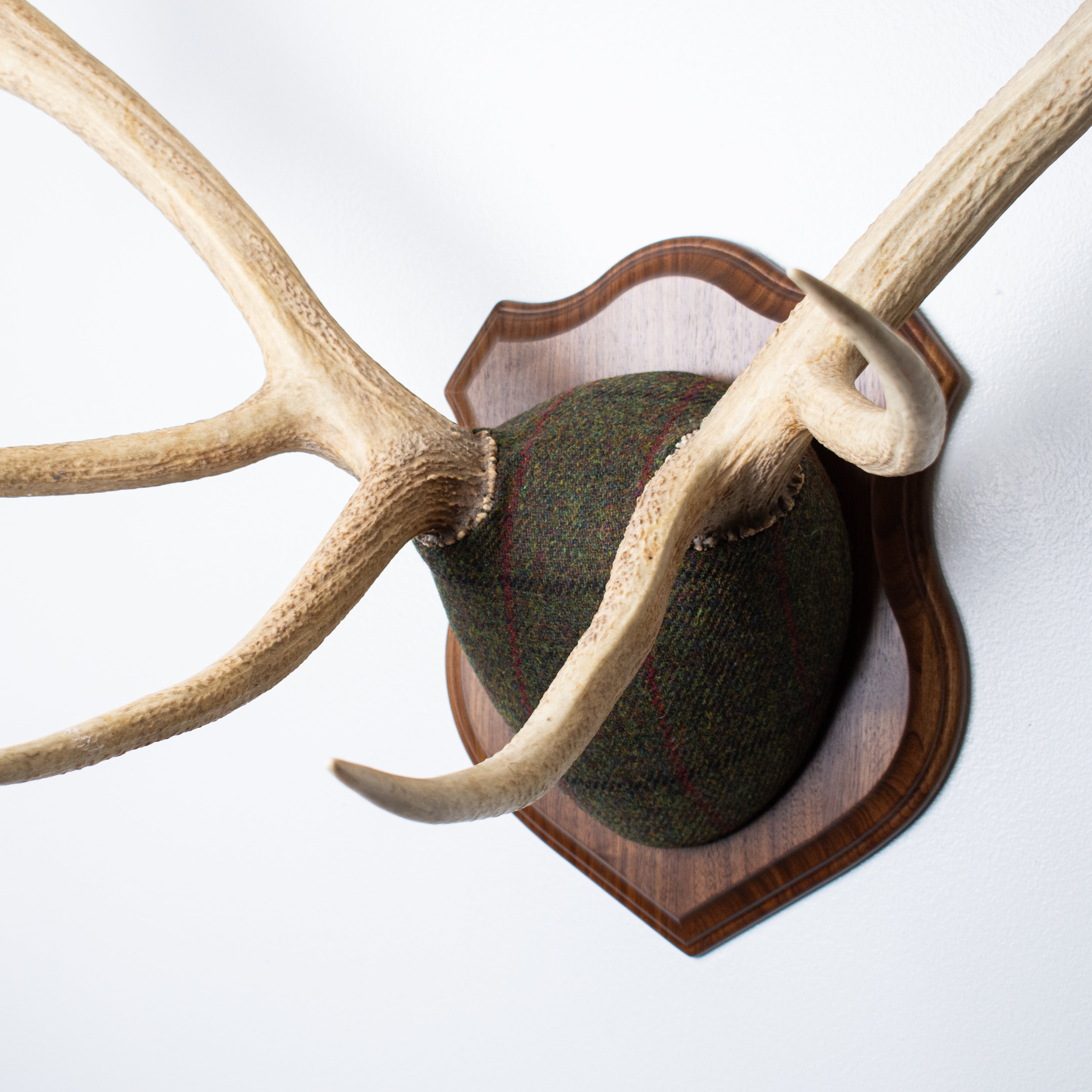 Elk Antler Mount | Green, Black and Red Overcheck | 16