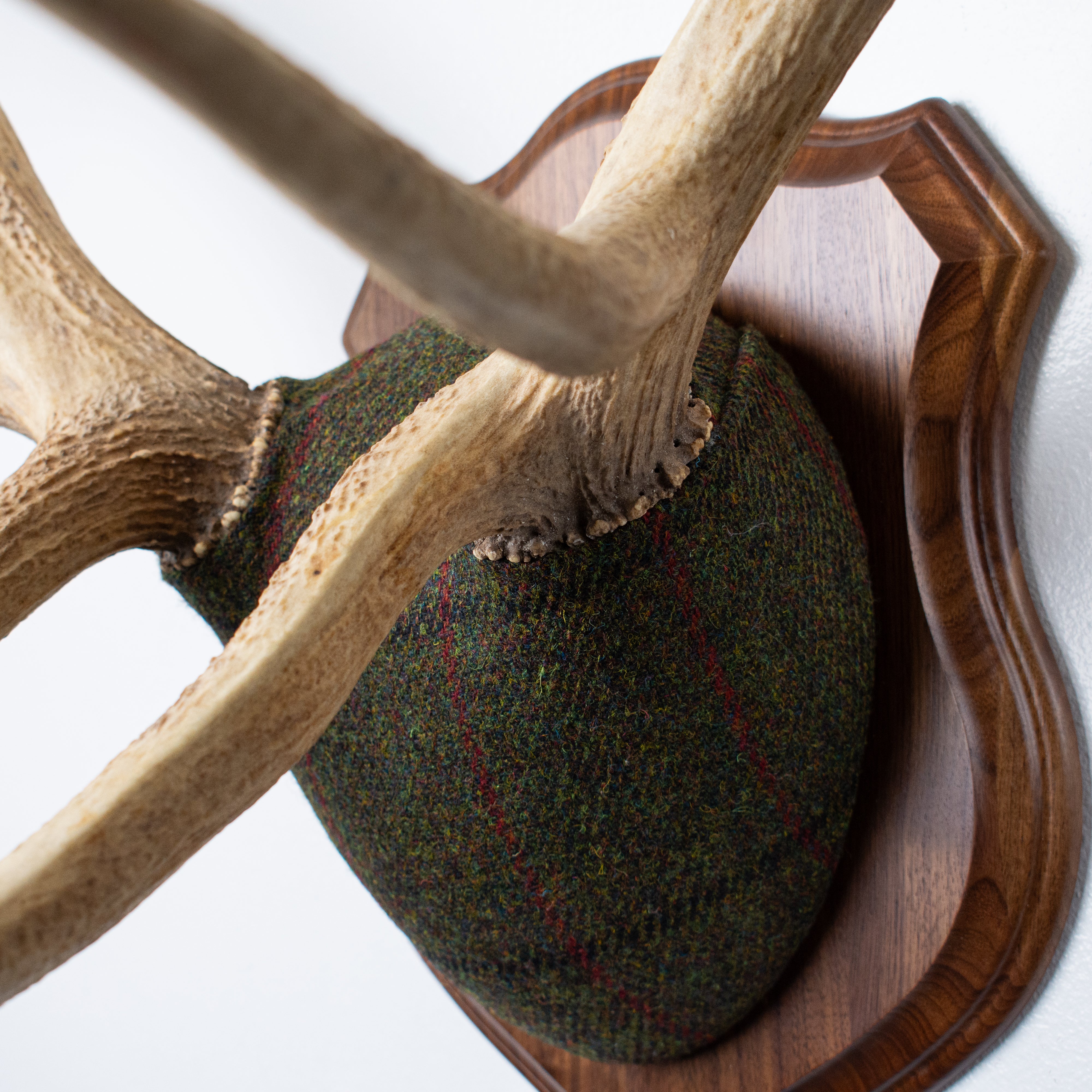 Elk Antler Mount | Green, Black and Red Overcheck | 16