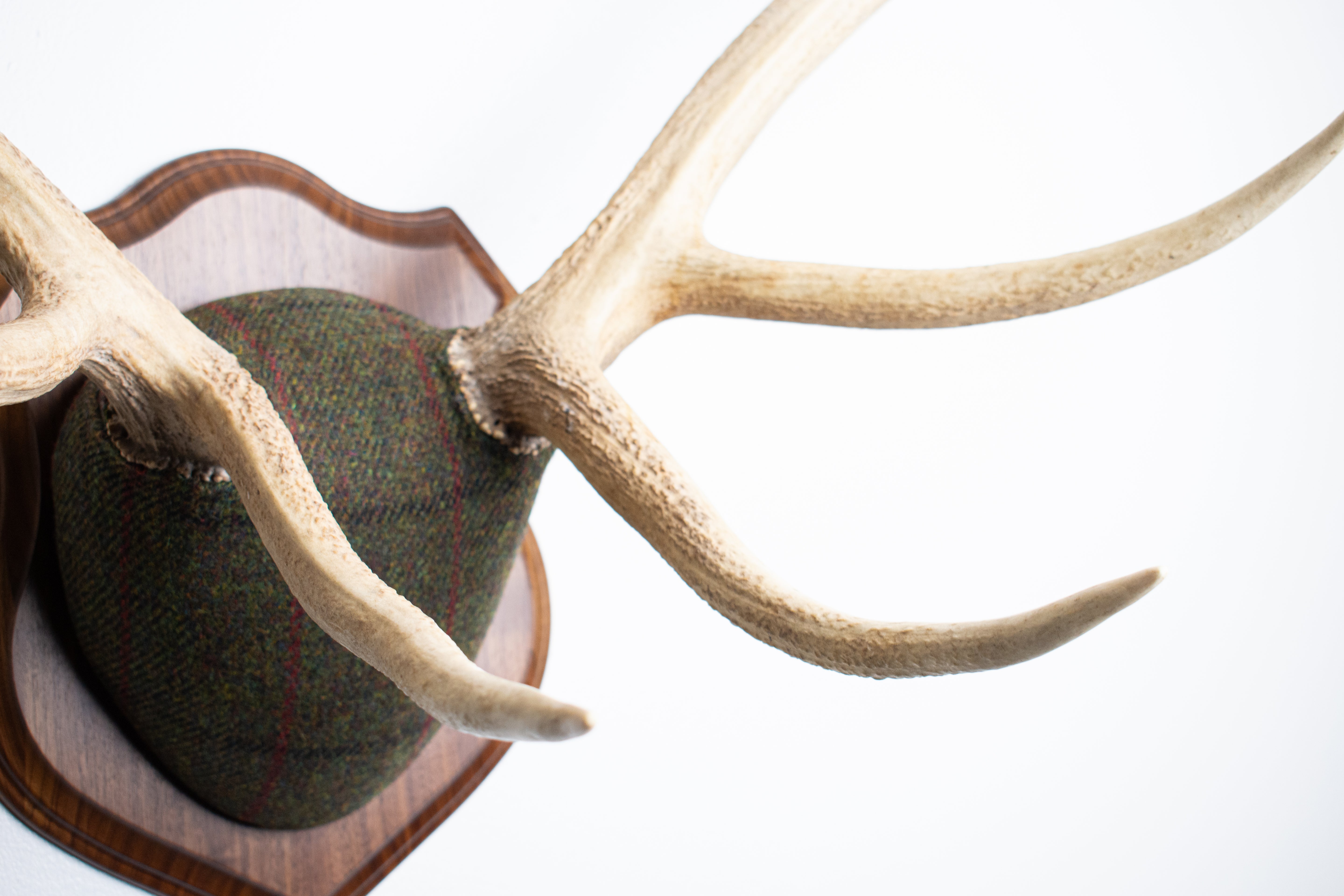 Elk Antler Mount | Green, Black and Red Overcheck | 16