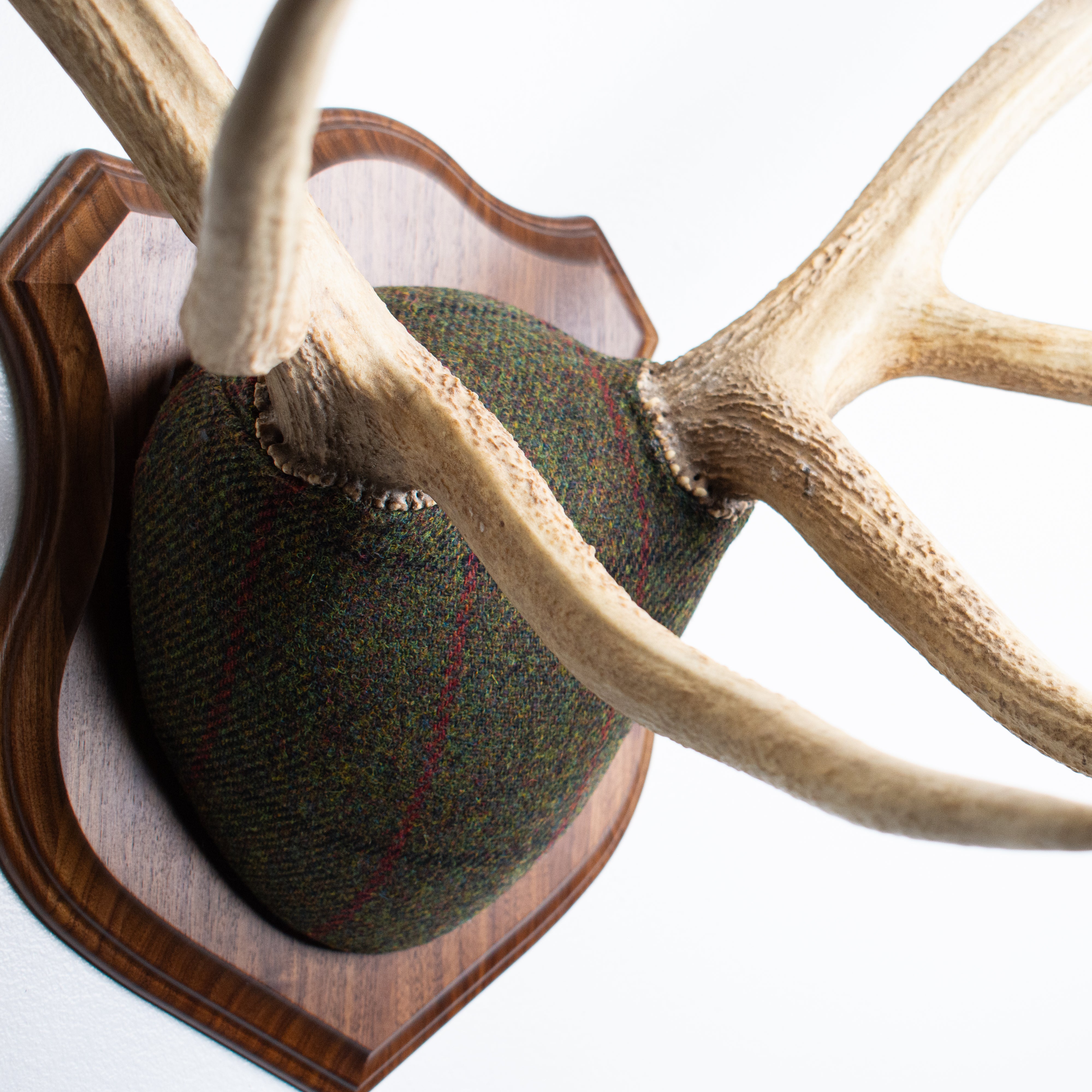 Elk Antler Mount | Green, Black and Red Overcheck | 16
