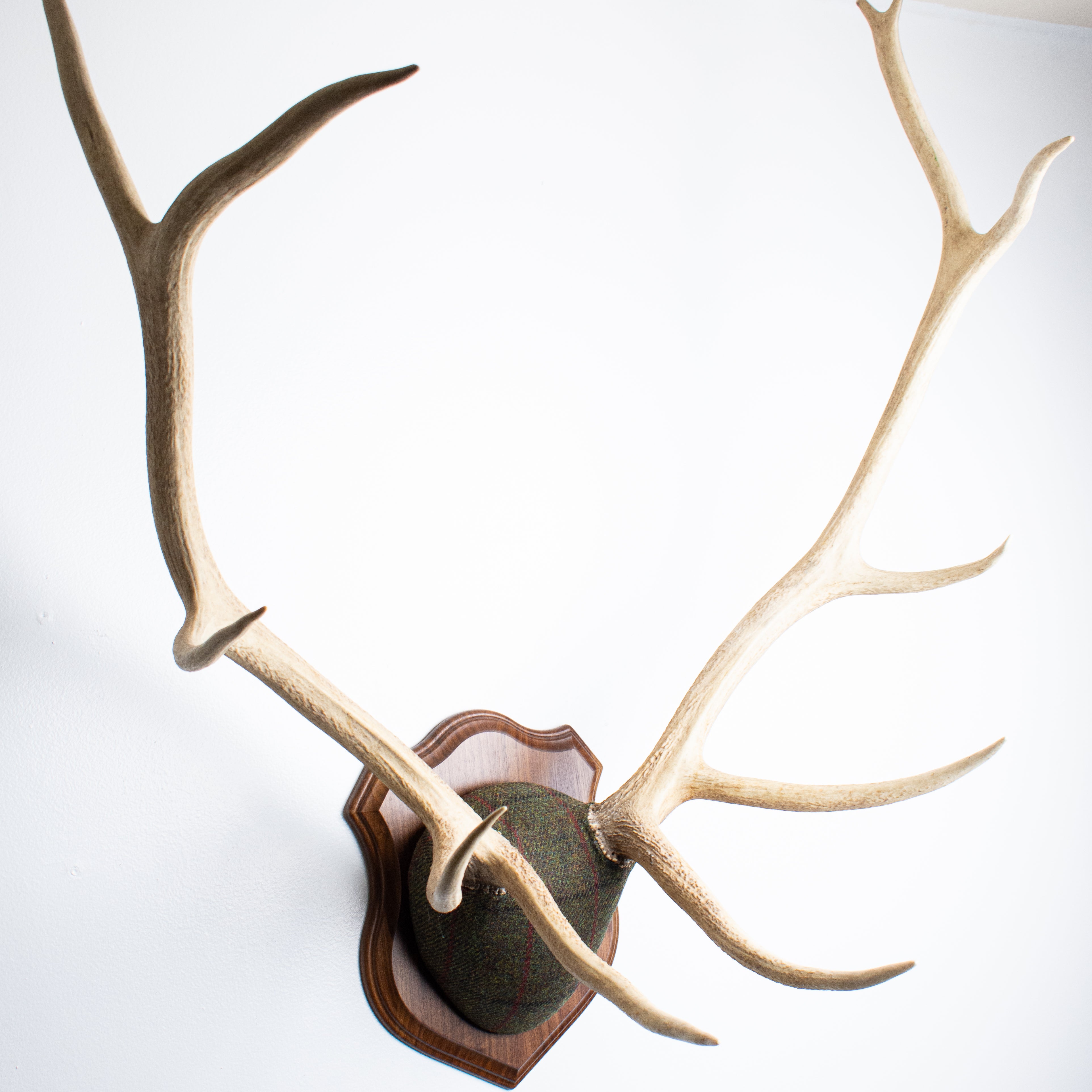 Elk Antler Mount | Green, Black and Red Overcheck | 16