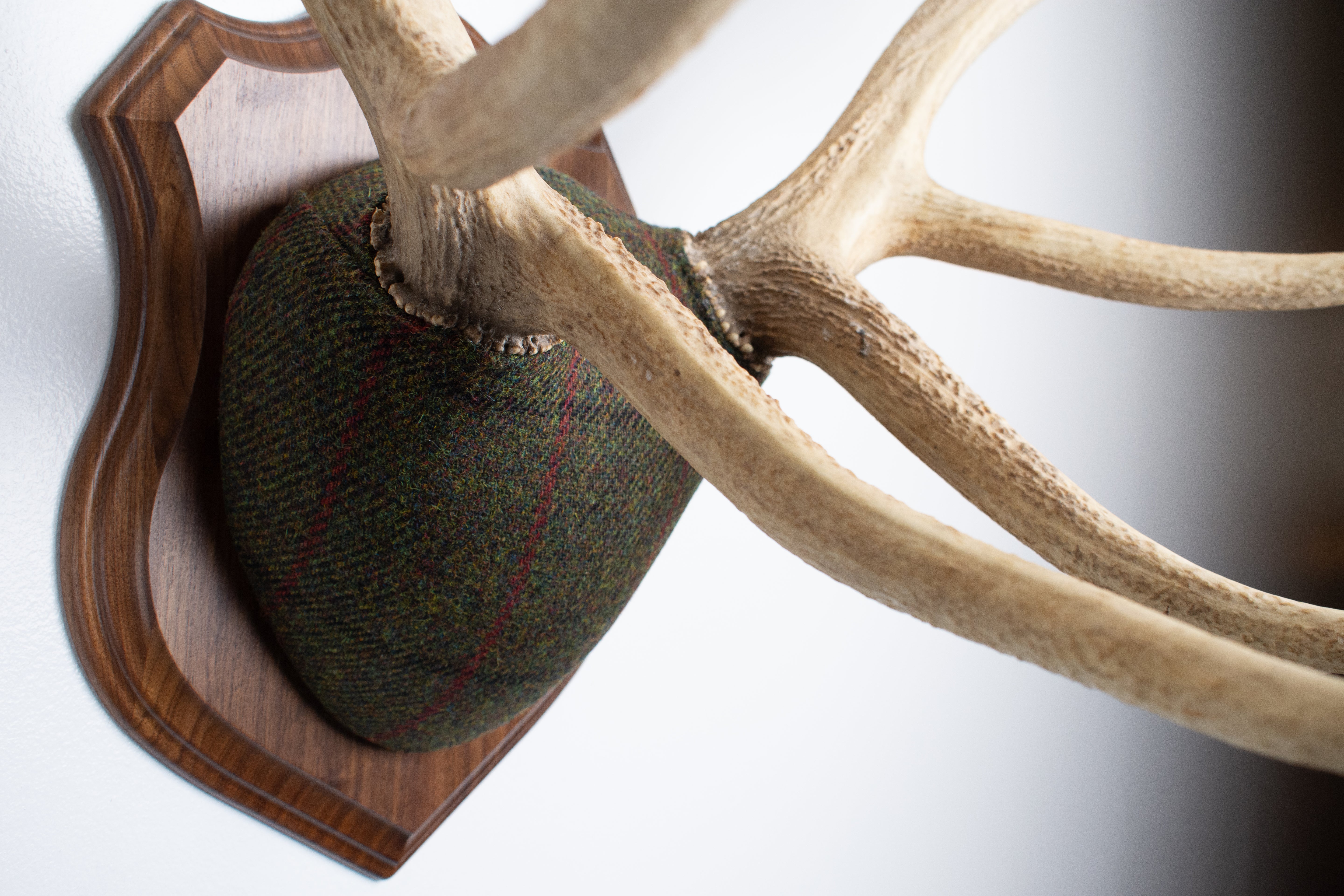 Elk Antler Mount | Green, Black and Red Overcheck | 16