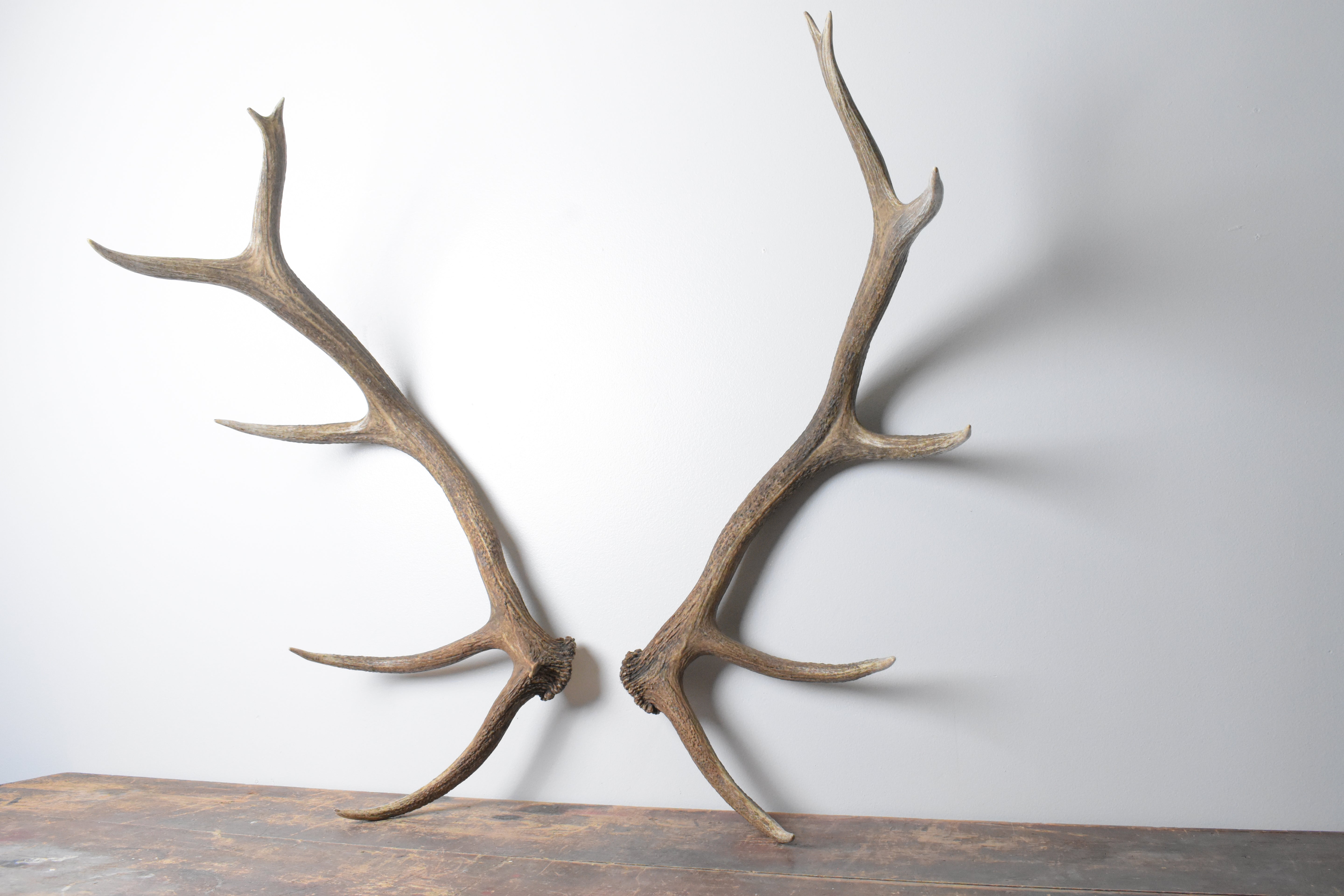 Elk Antler Set | 97