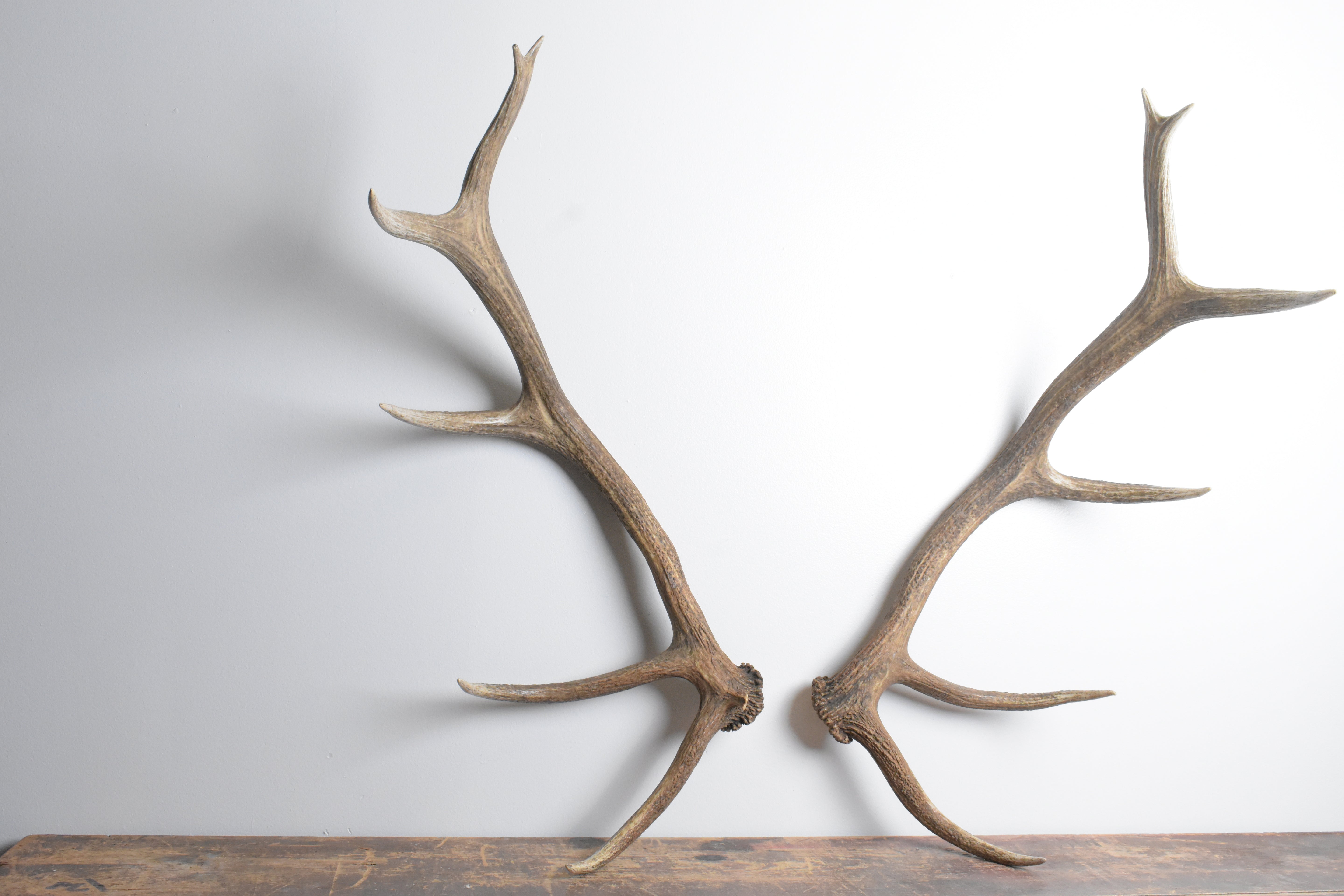 Elk Antler Set | 97