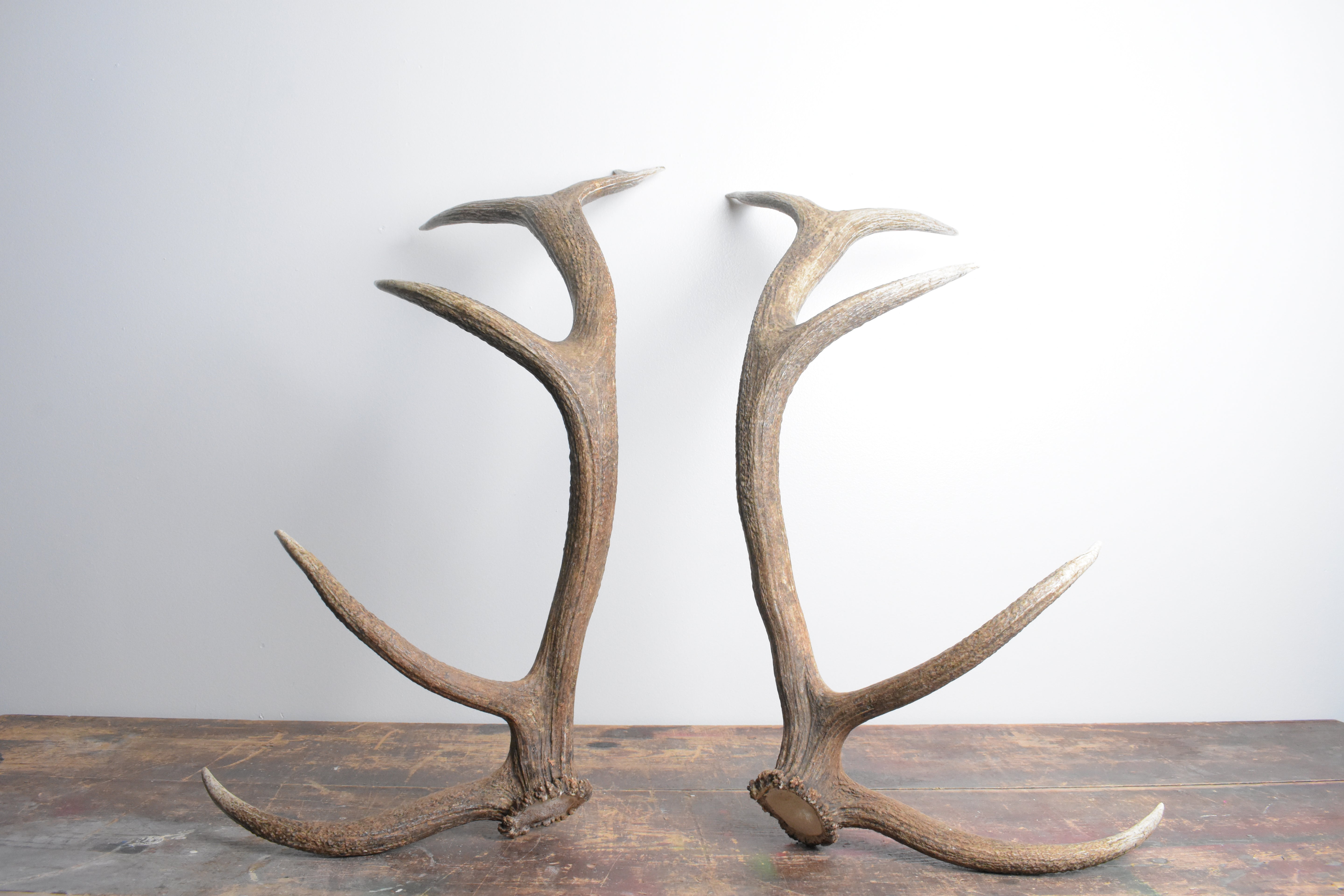 Elk Antler Set | 97