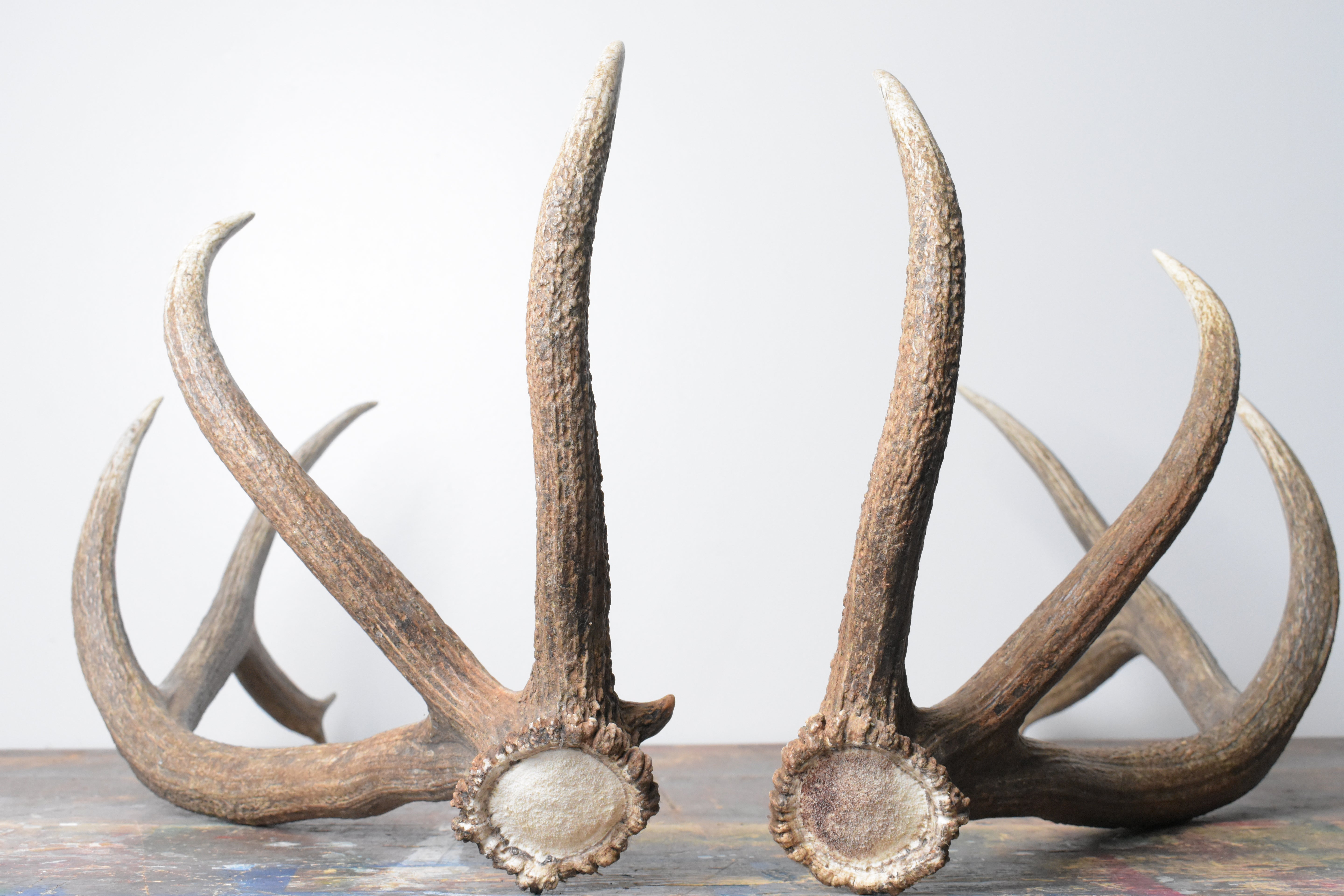Elk Antler Set | 97