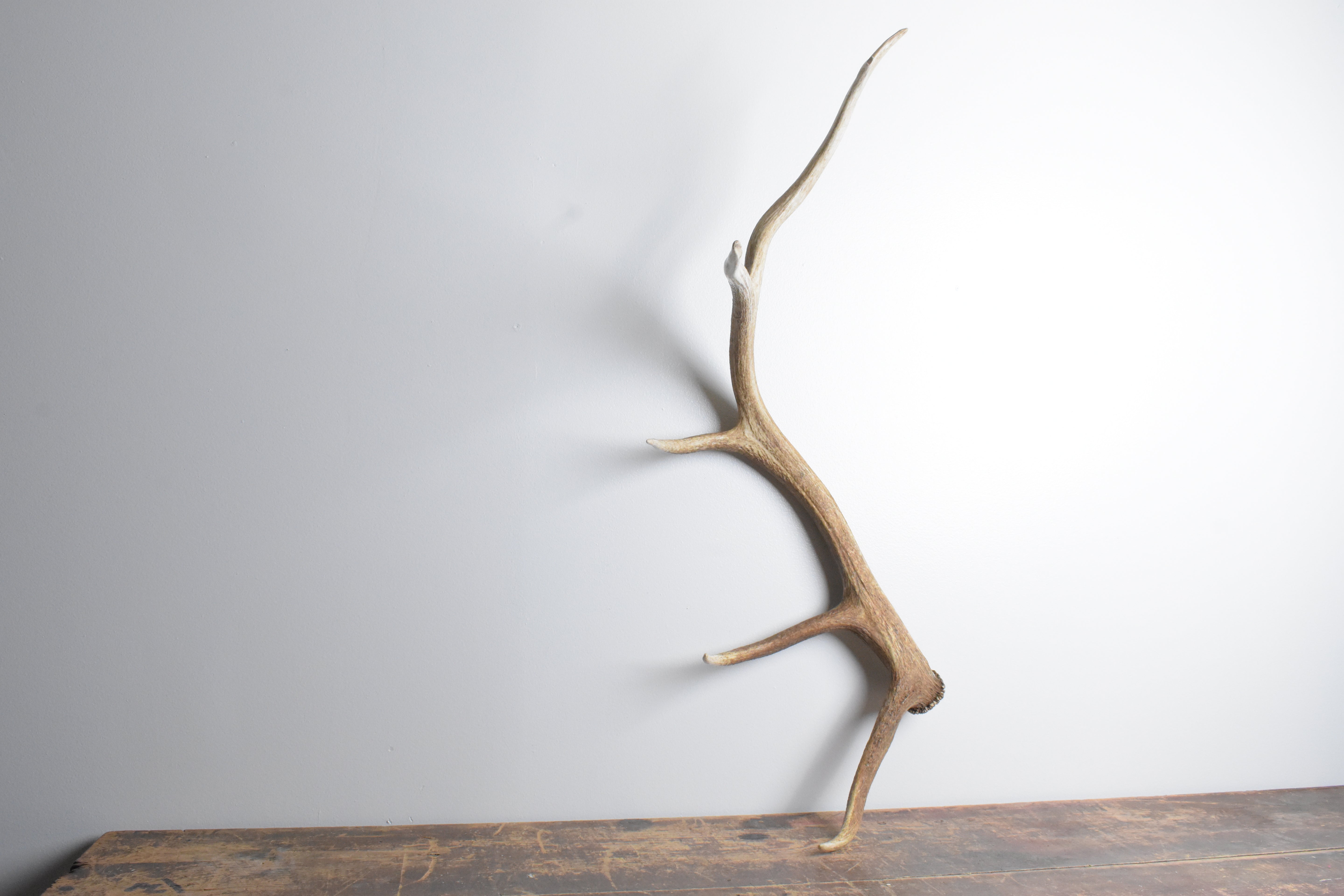 Elk Antler | Large Size | 98