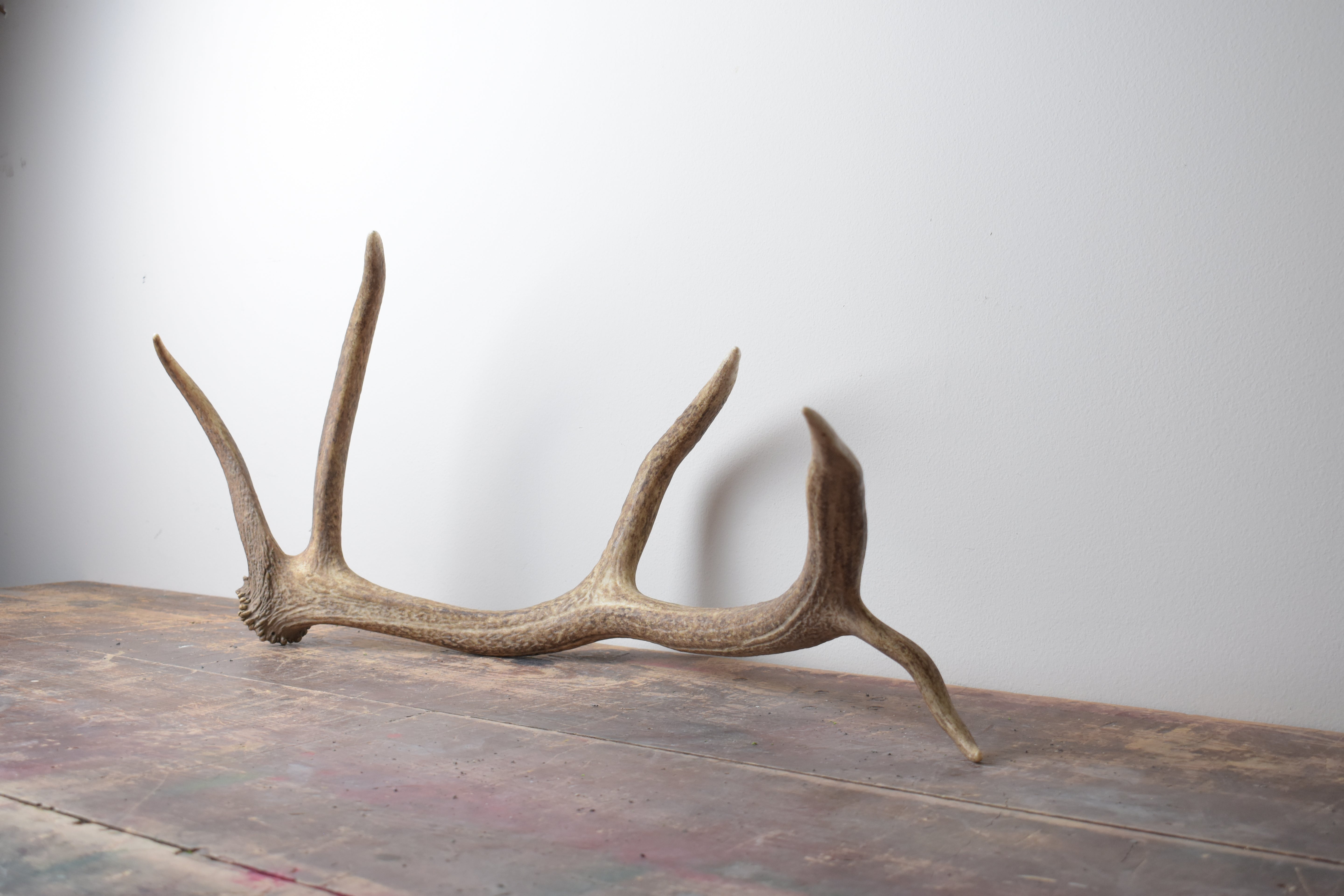 Elk Antler | Medium Size | 35