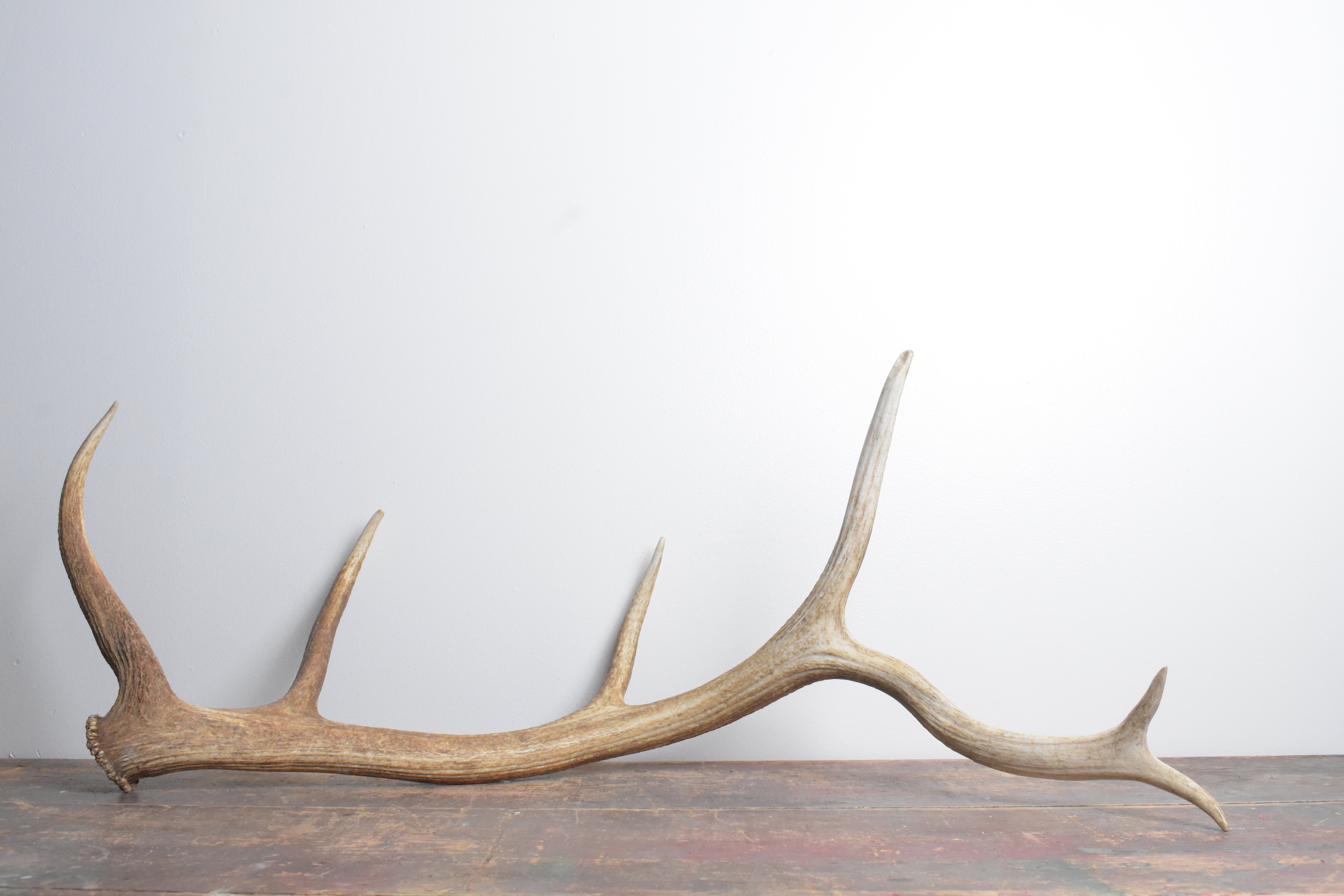 Elk Antler | Large Size | 98