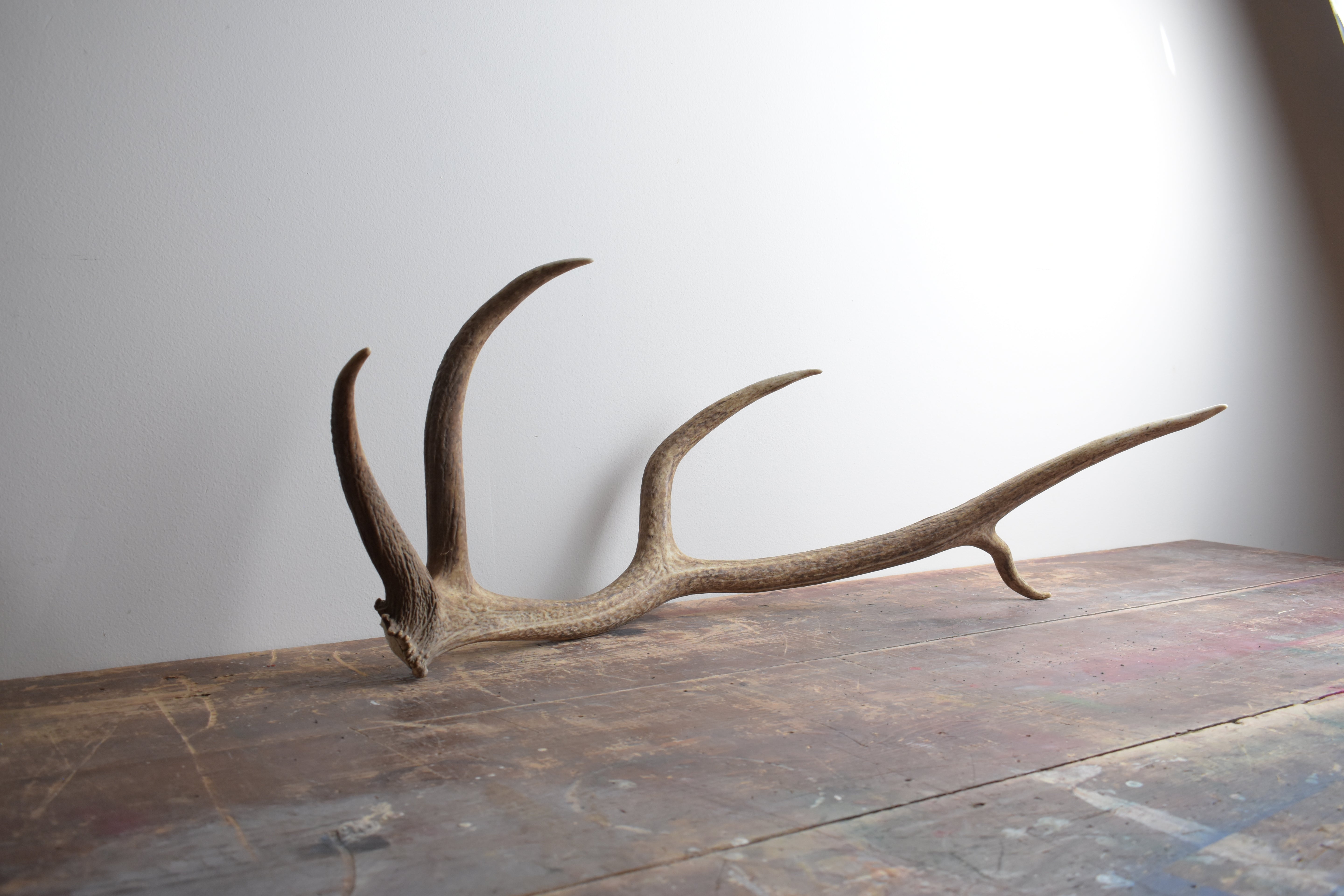 Elk Antler | Medium Size | 35