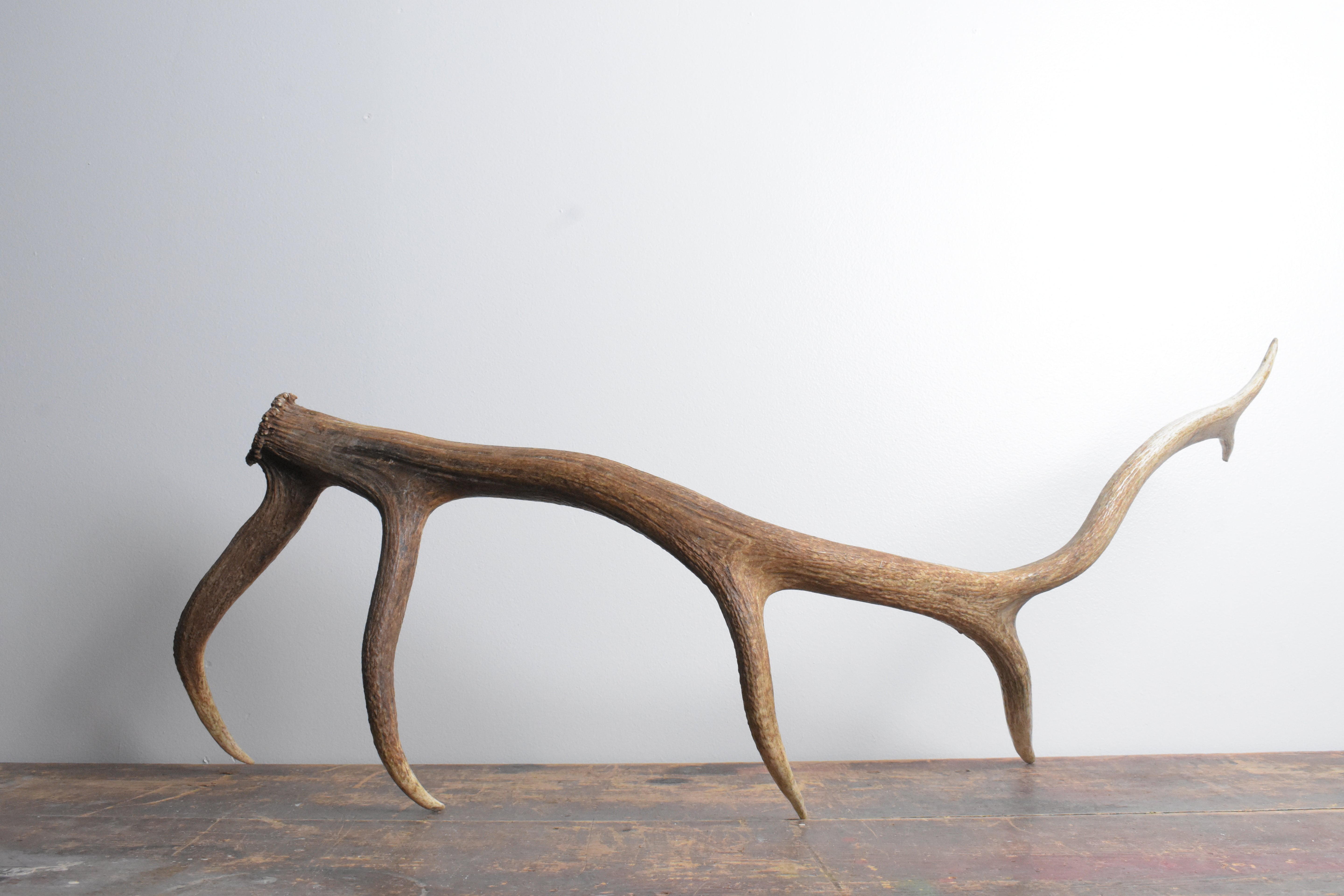 Elk Antler | Large Size | 98