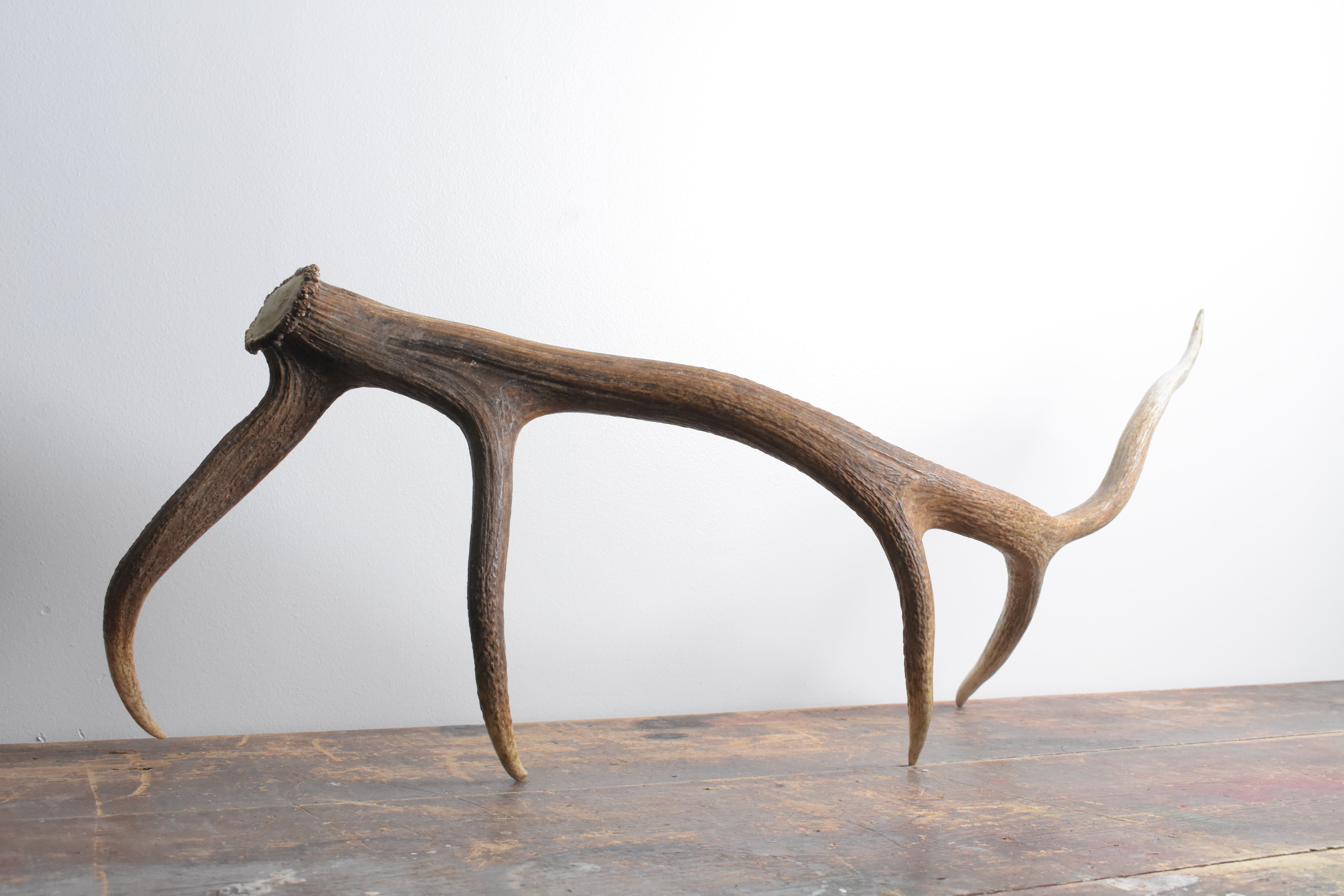 Elk Antler | Large Size | 98