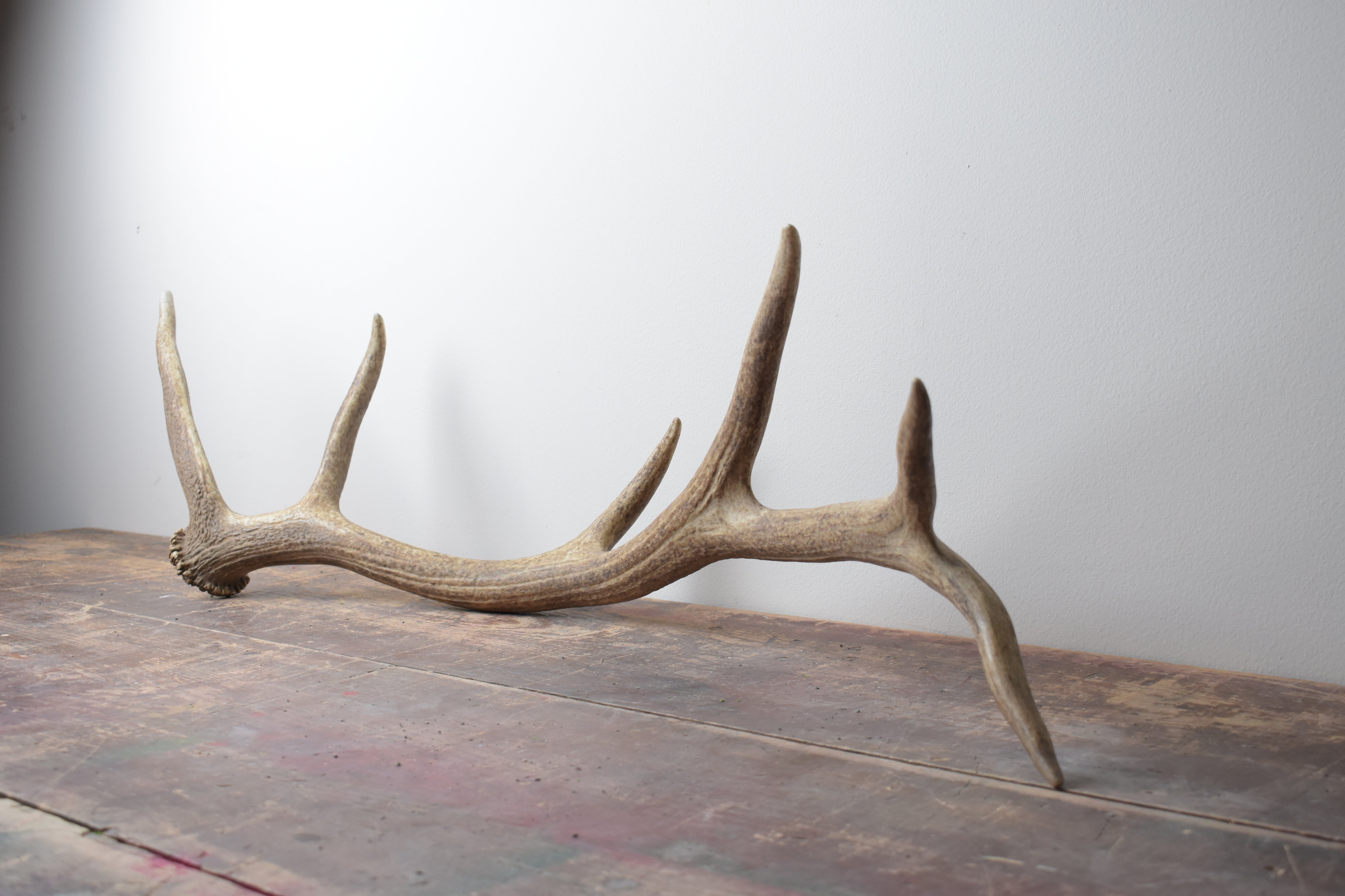 Elk Antler | 36 | SOLD OUT