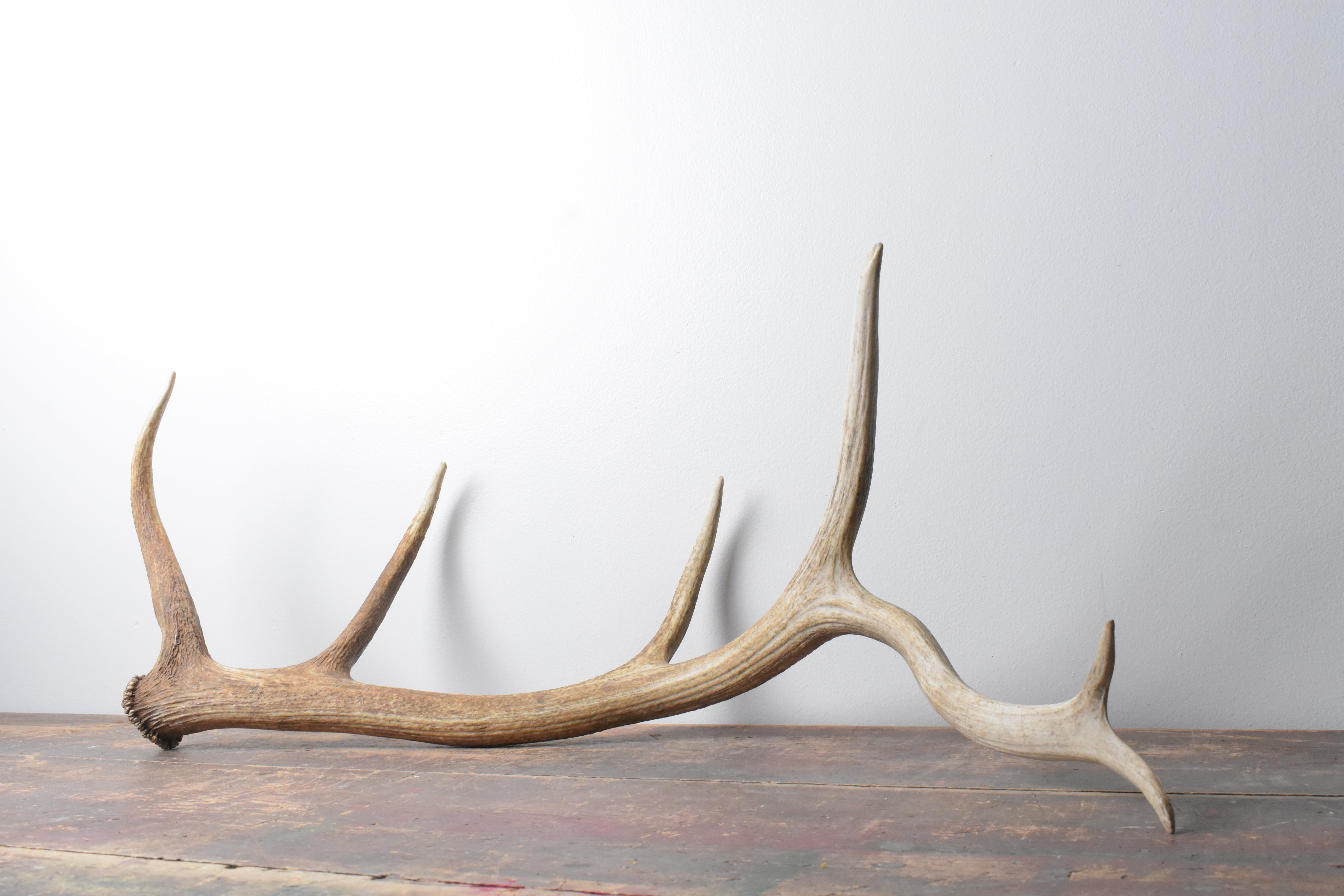 Elk Antler | Large Size | 98