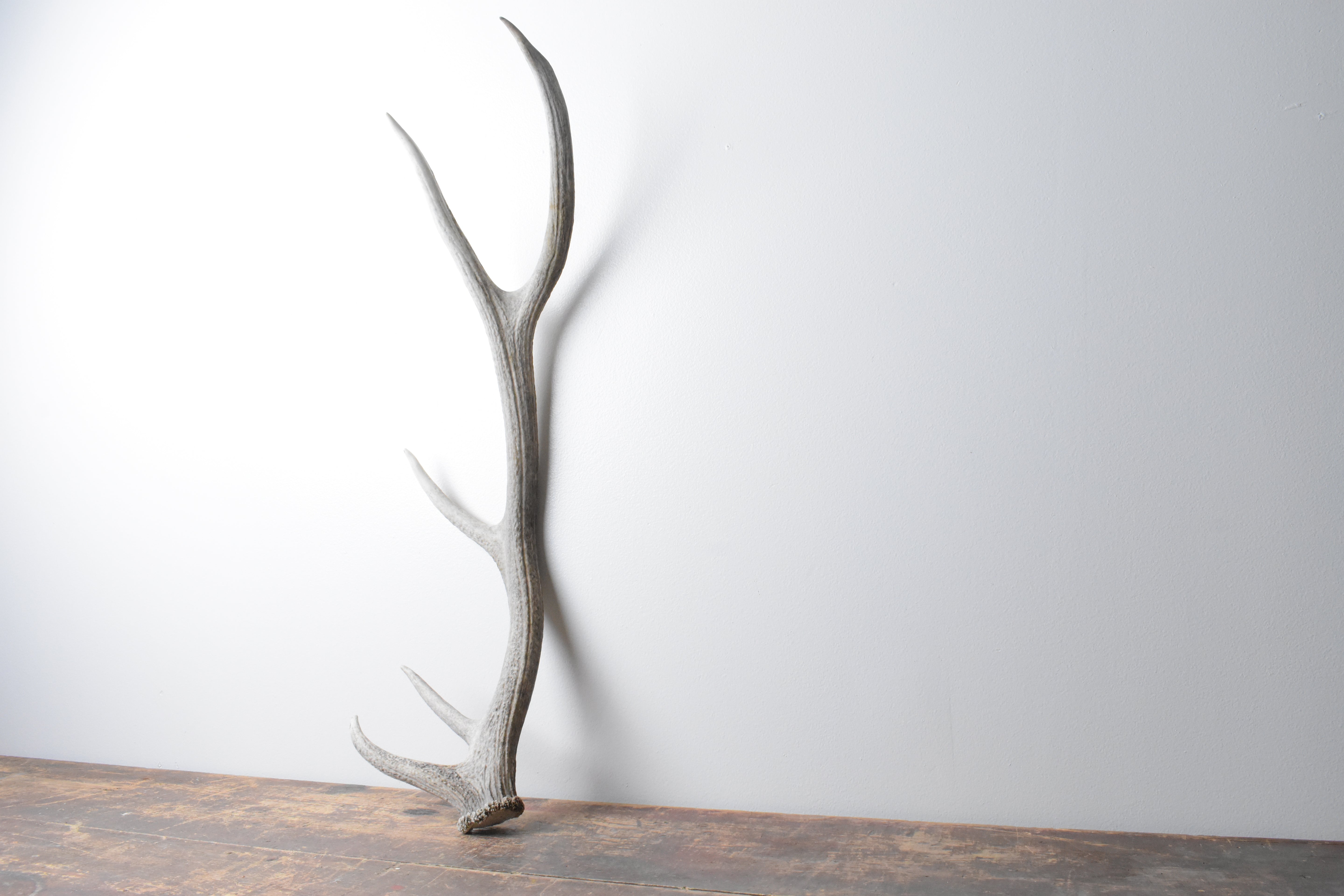 Elk Antler | Medium Size | 99