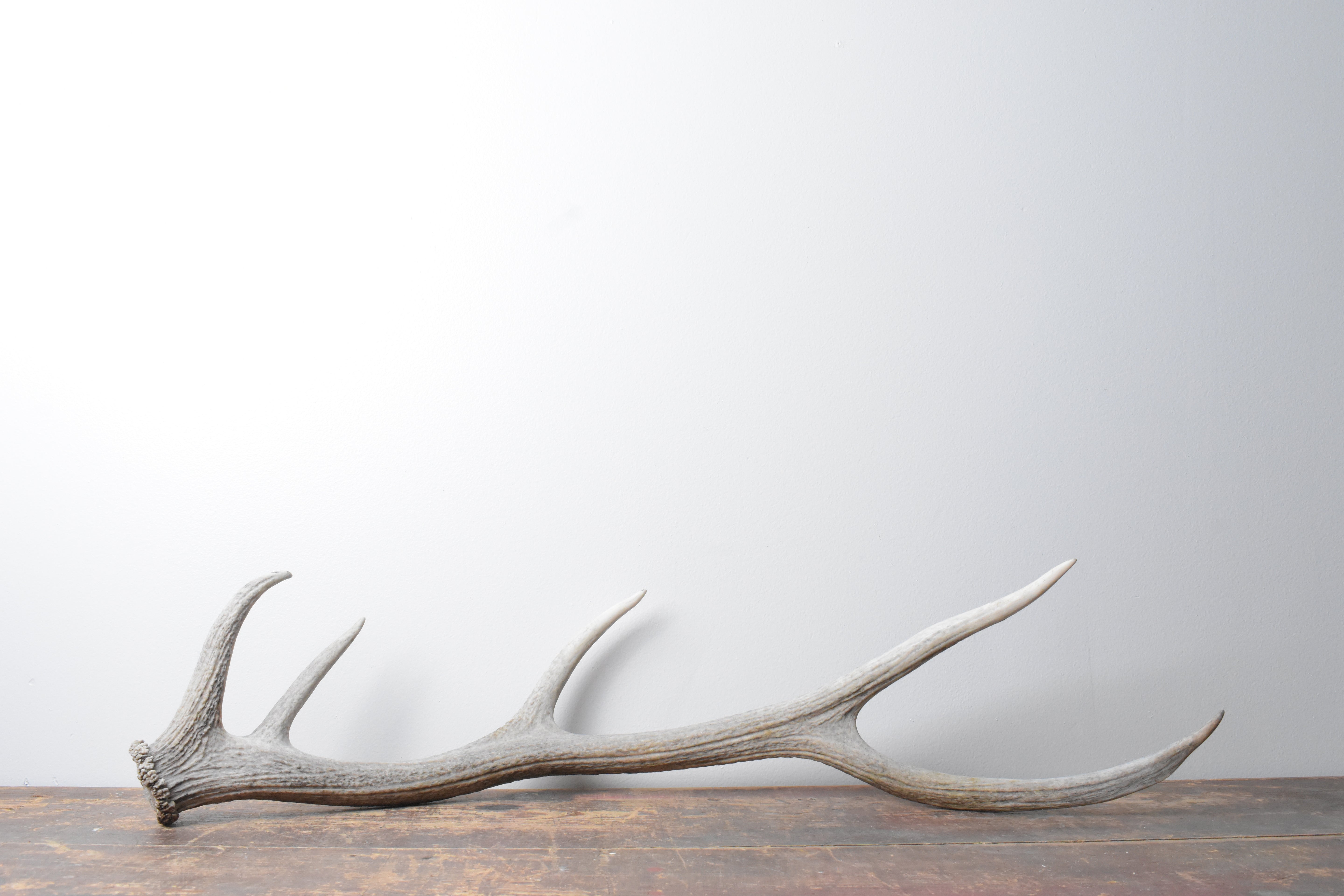 Elk Antler | Medium Size | 99