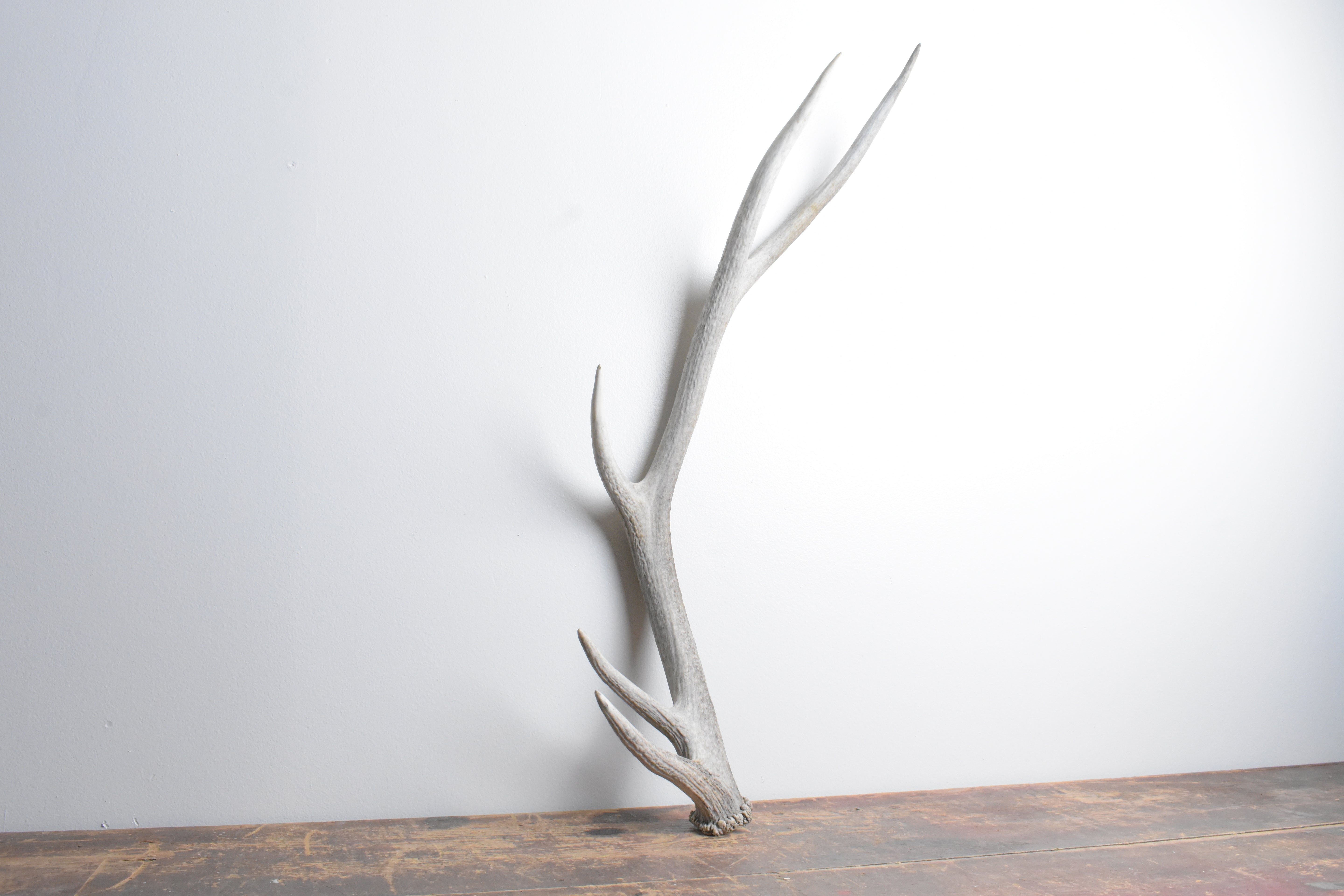 Elk Antler | Medium Size | 99