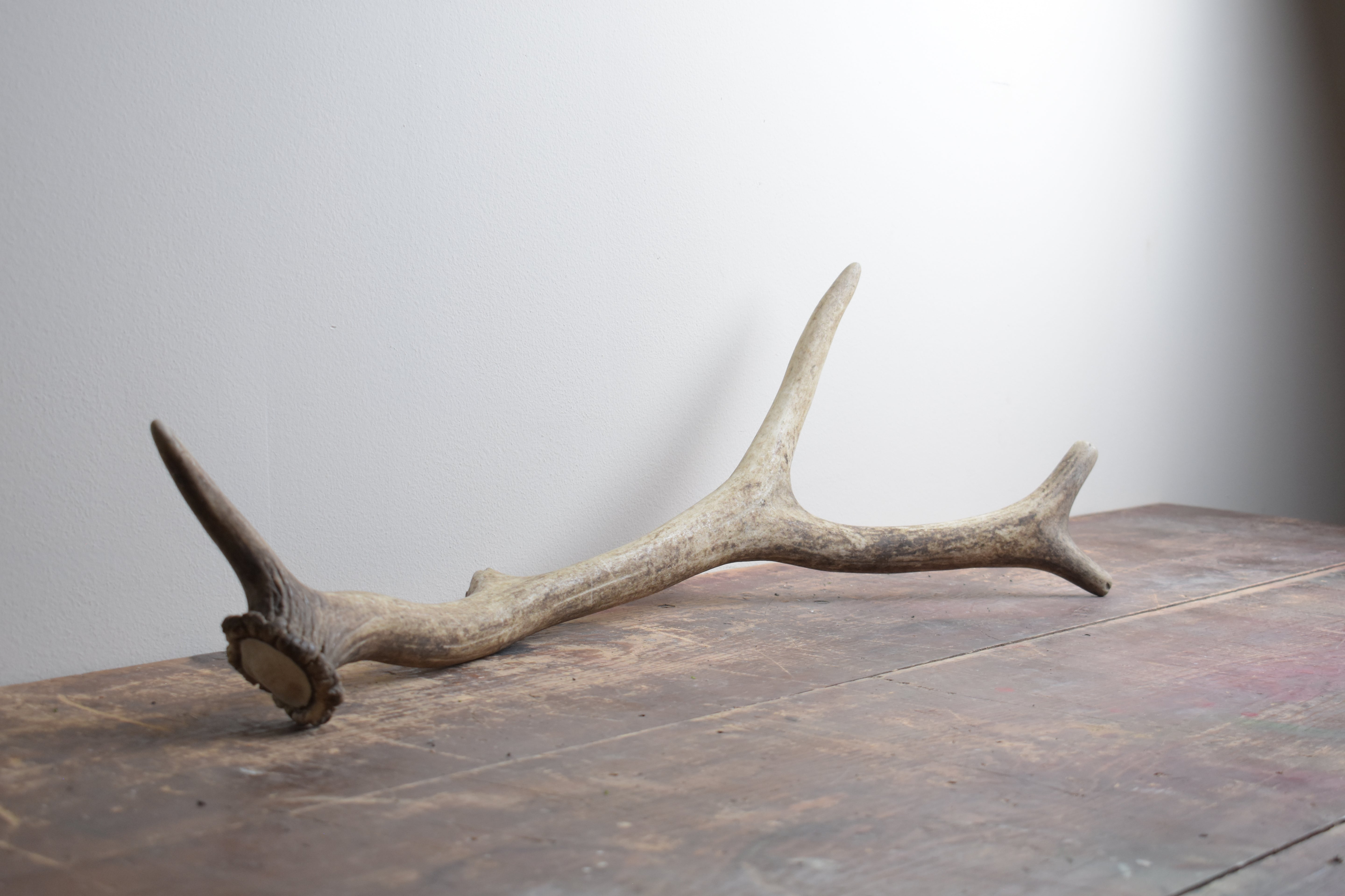 Elk Antler | Medium Size | 40