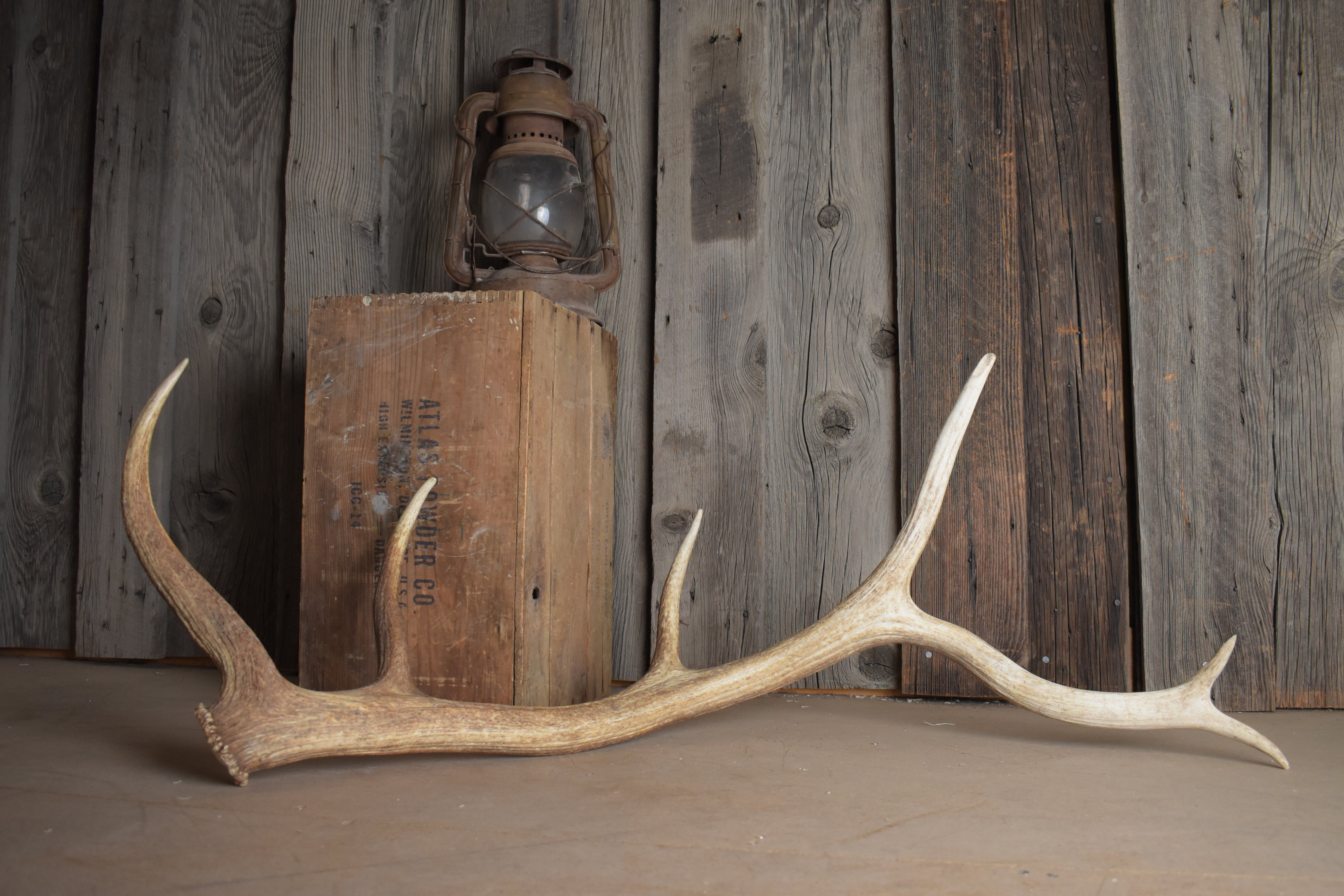 Elk Antler | Large Size | 98