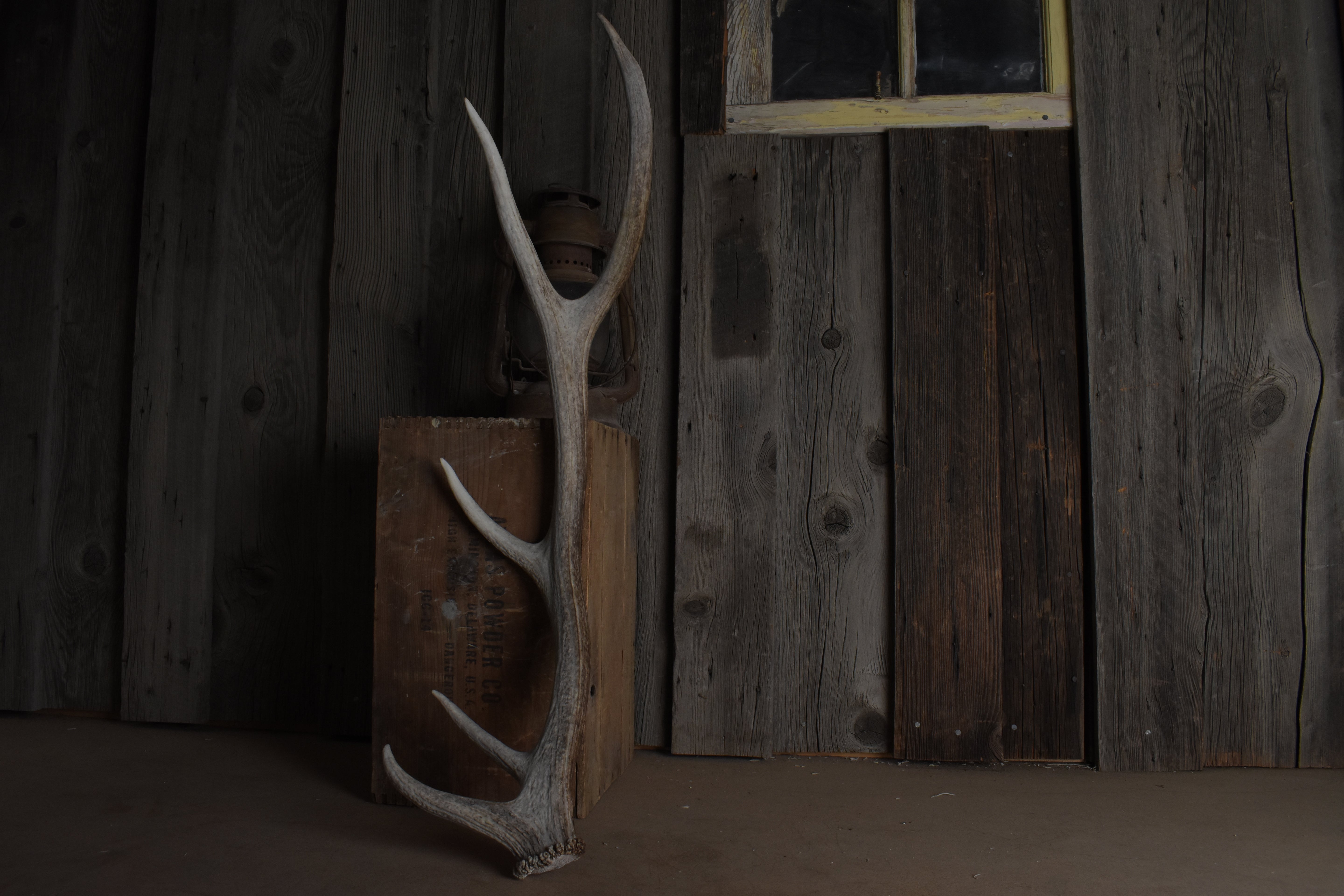 Elk Antler | Medium Size | 99
