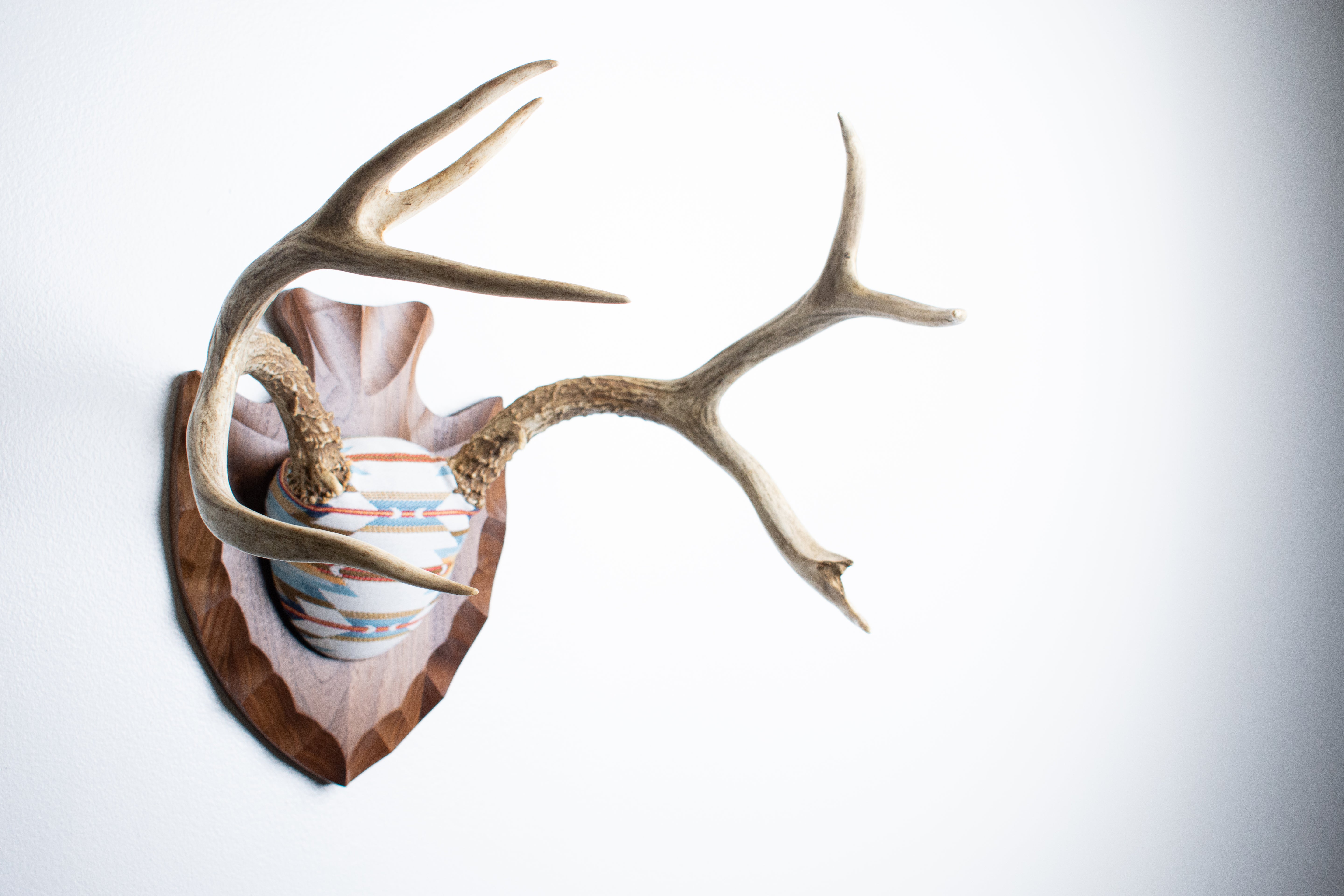 Mule Deer Antler Mount | Sunset | 03