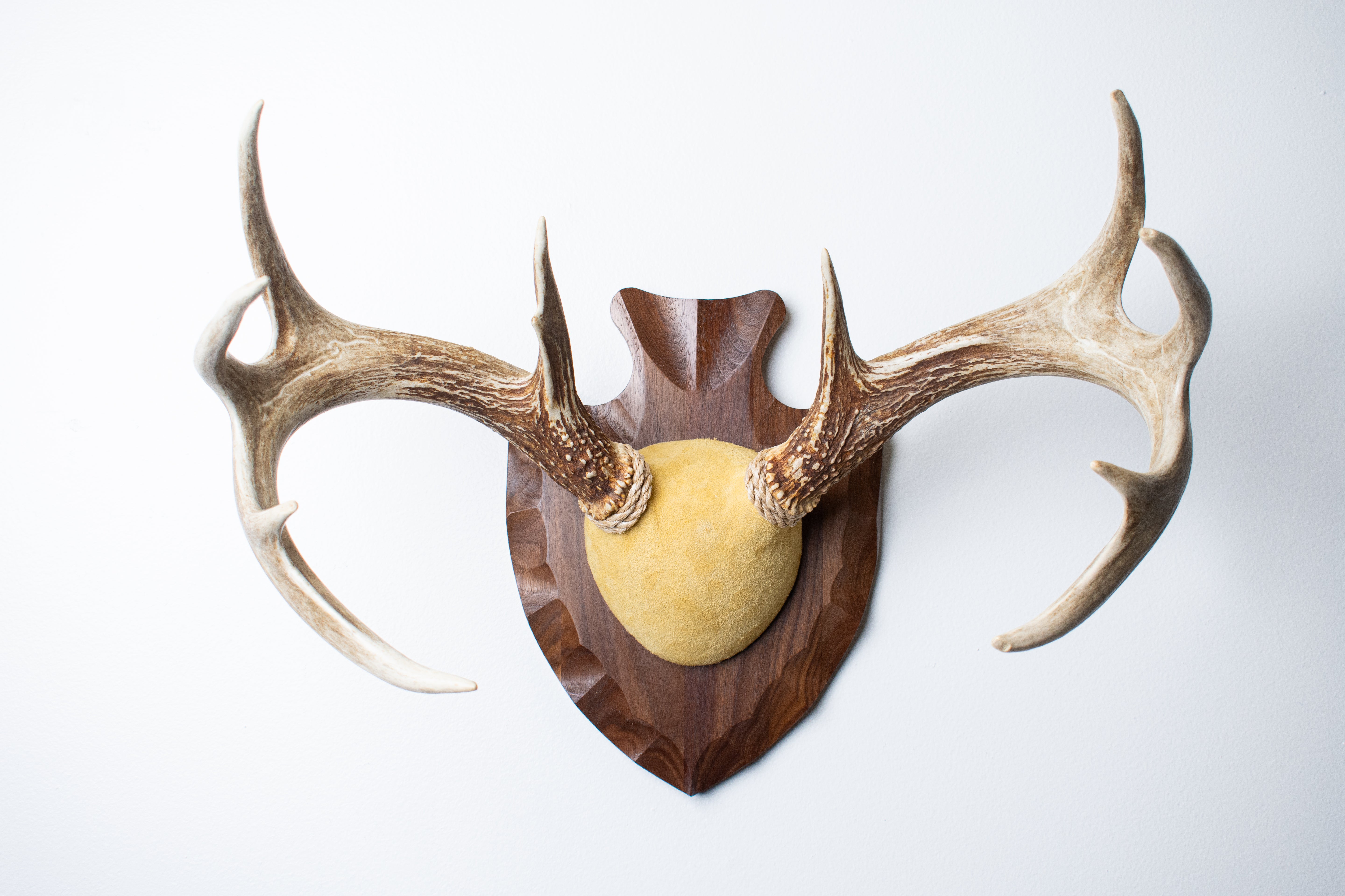 Whitetail Deer Antler Mount | Honey | 05