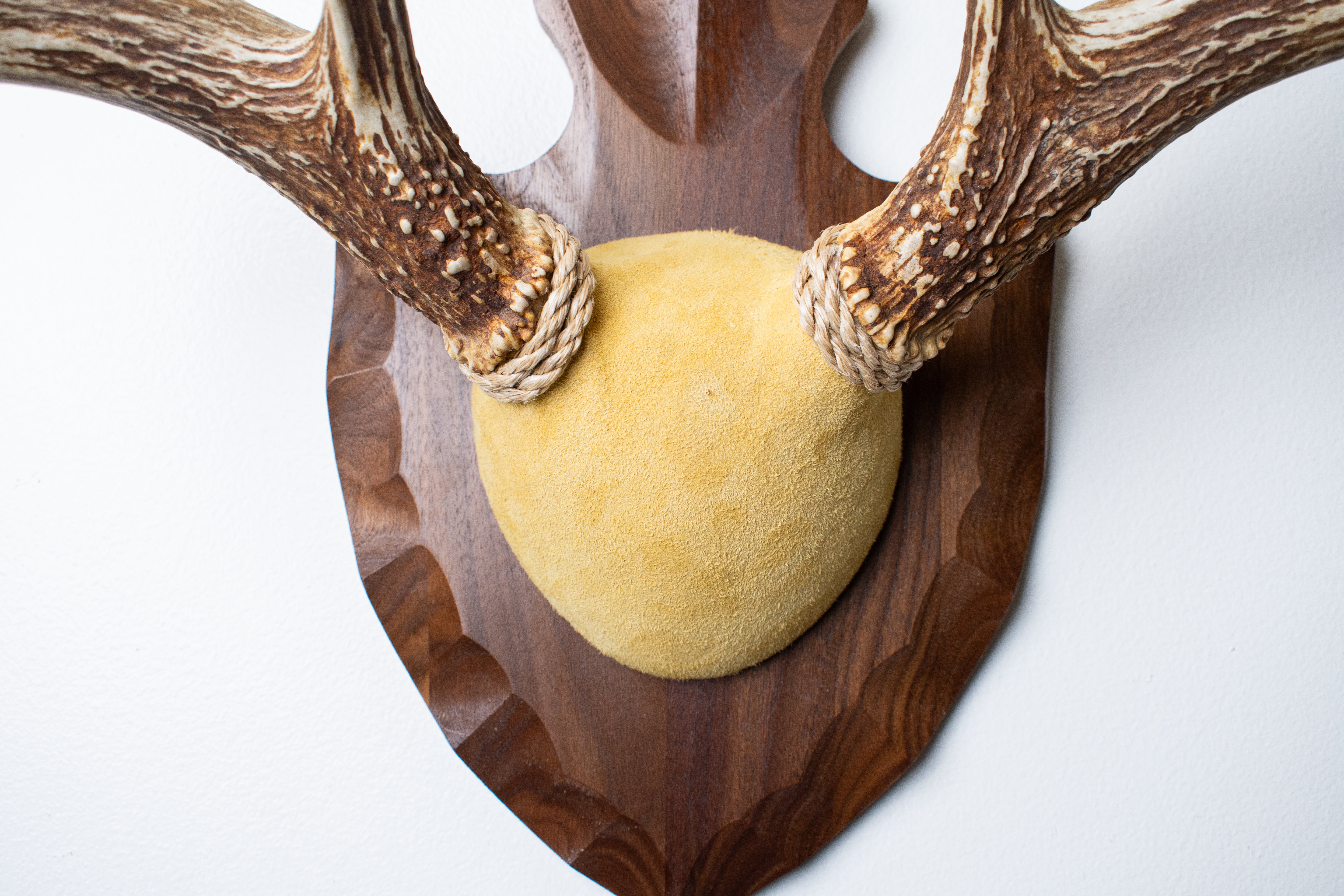Whitetail Deer Antler Mount | Honey | 05