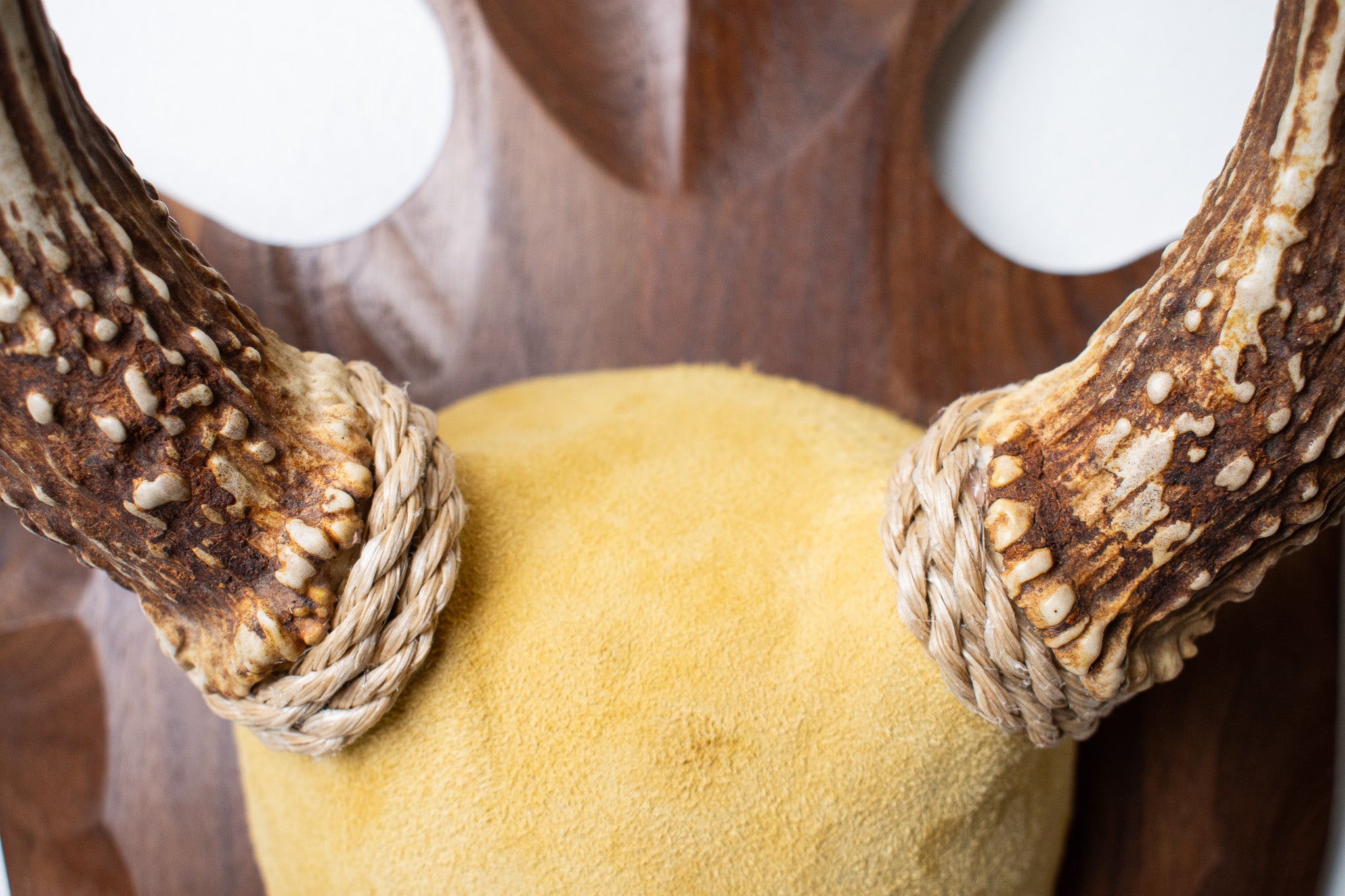 Whitetail Deer Antler Mount | Honey | 05