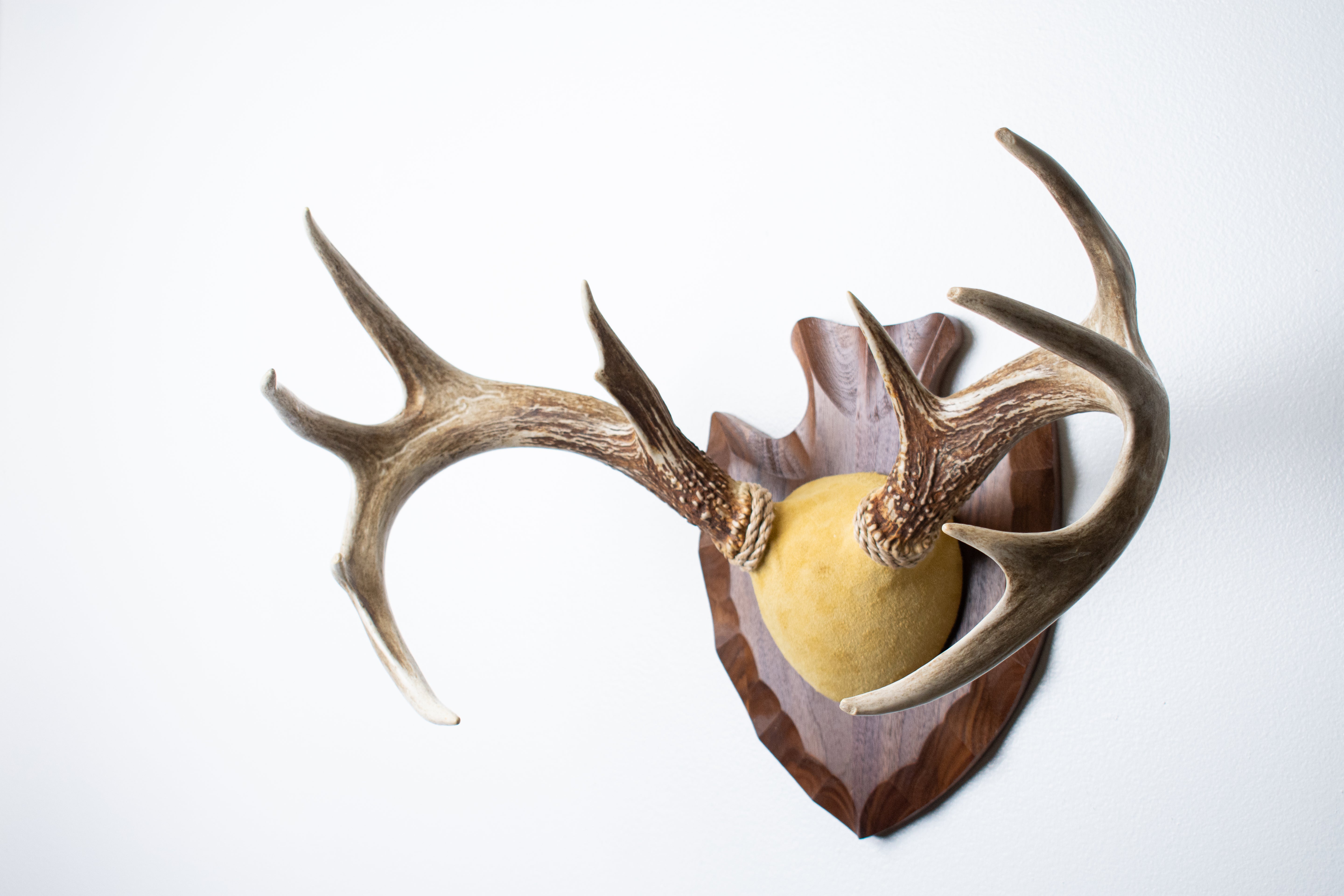 Whitetail Deer Antler Mount | Honey | 05