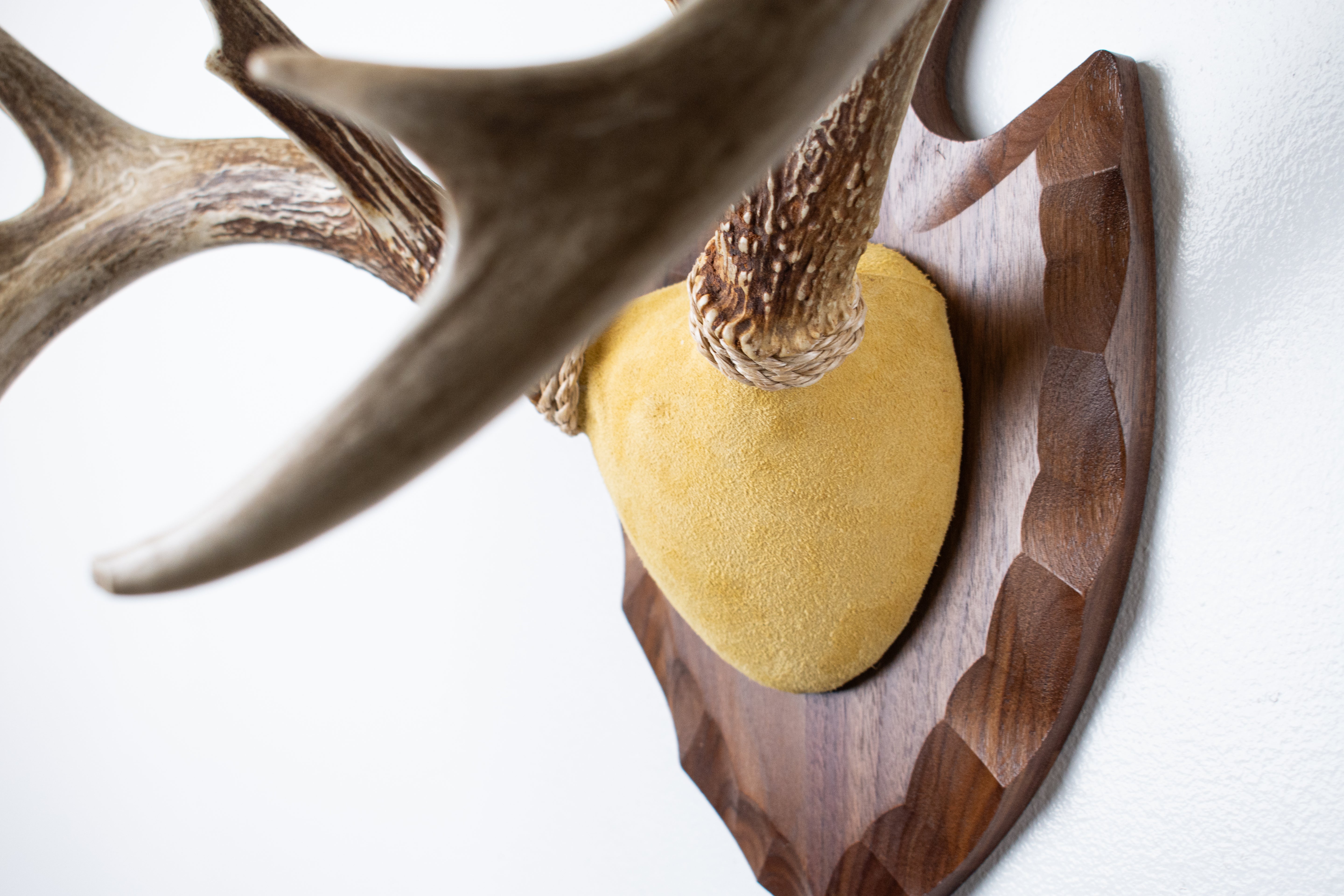 Whitetail Deer Antler Mount | Honey | 05