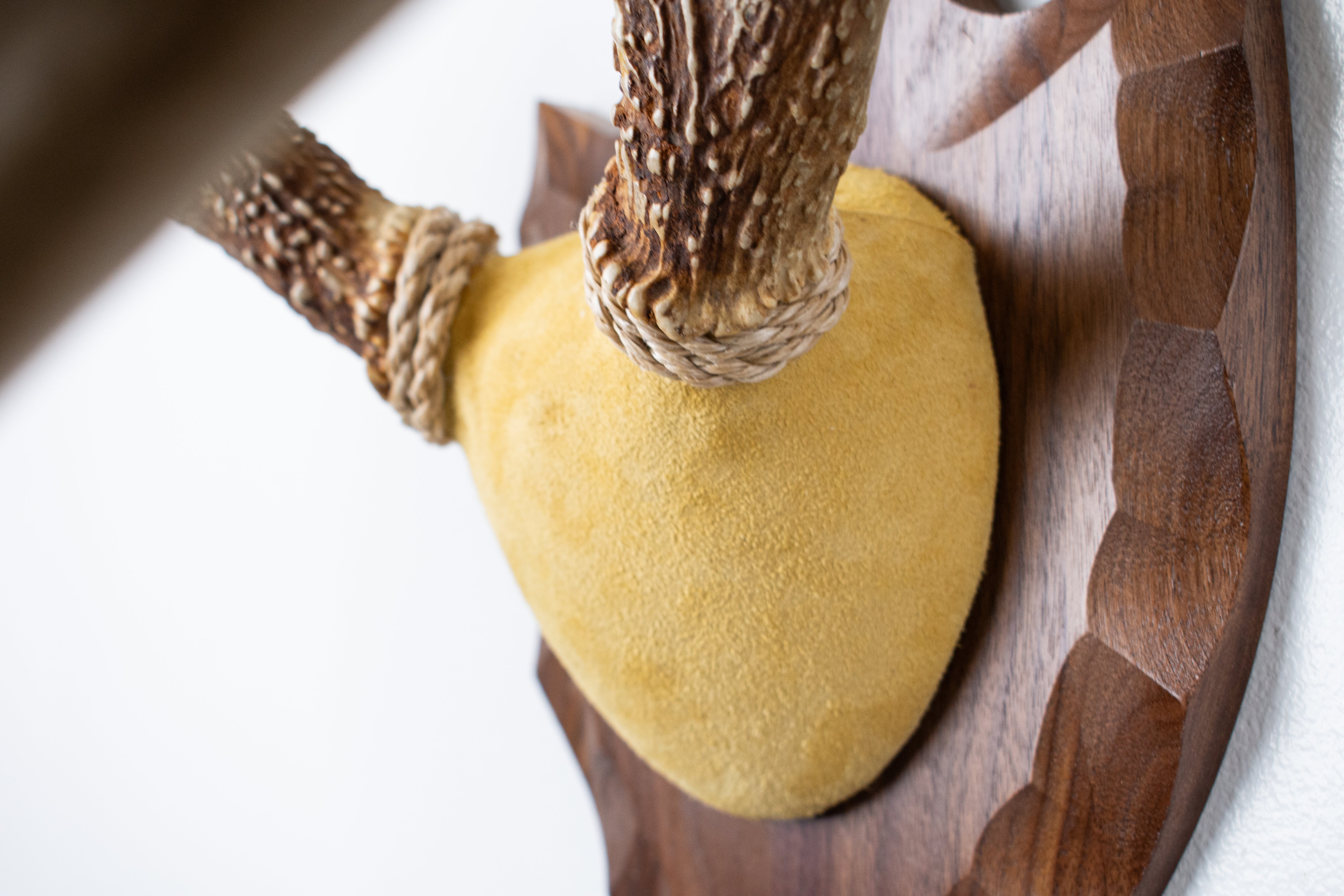 Whitetail Deer Antler Mount | Honey | 05