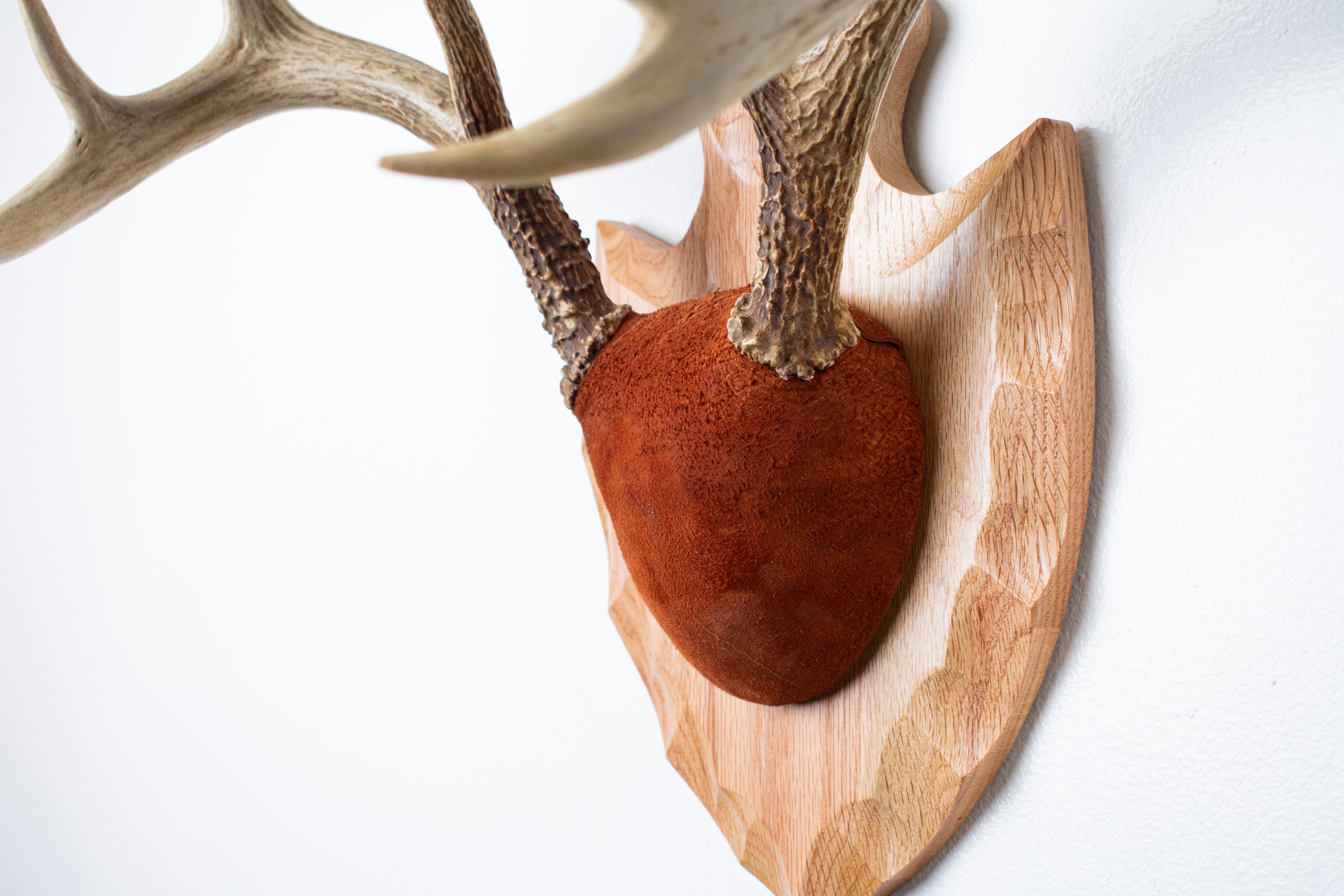 Whitetail Deer Antler Mount | Nutmeg | 10