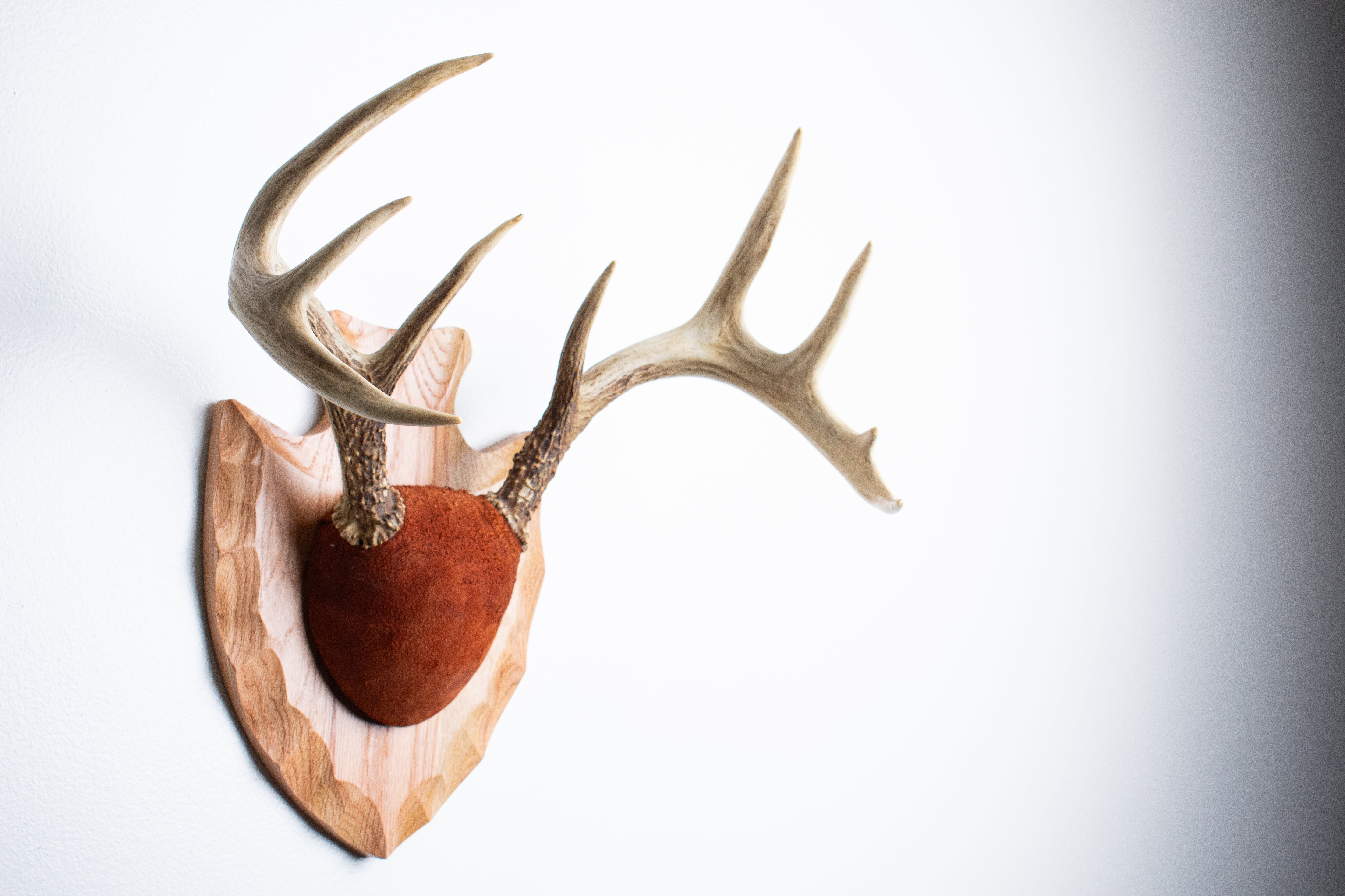 Whitetail Deer Antler Mount | Nutmeg | 10