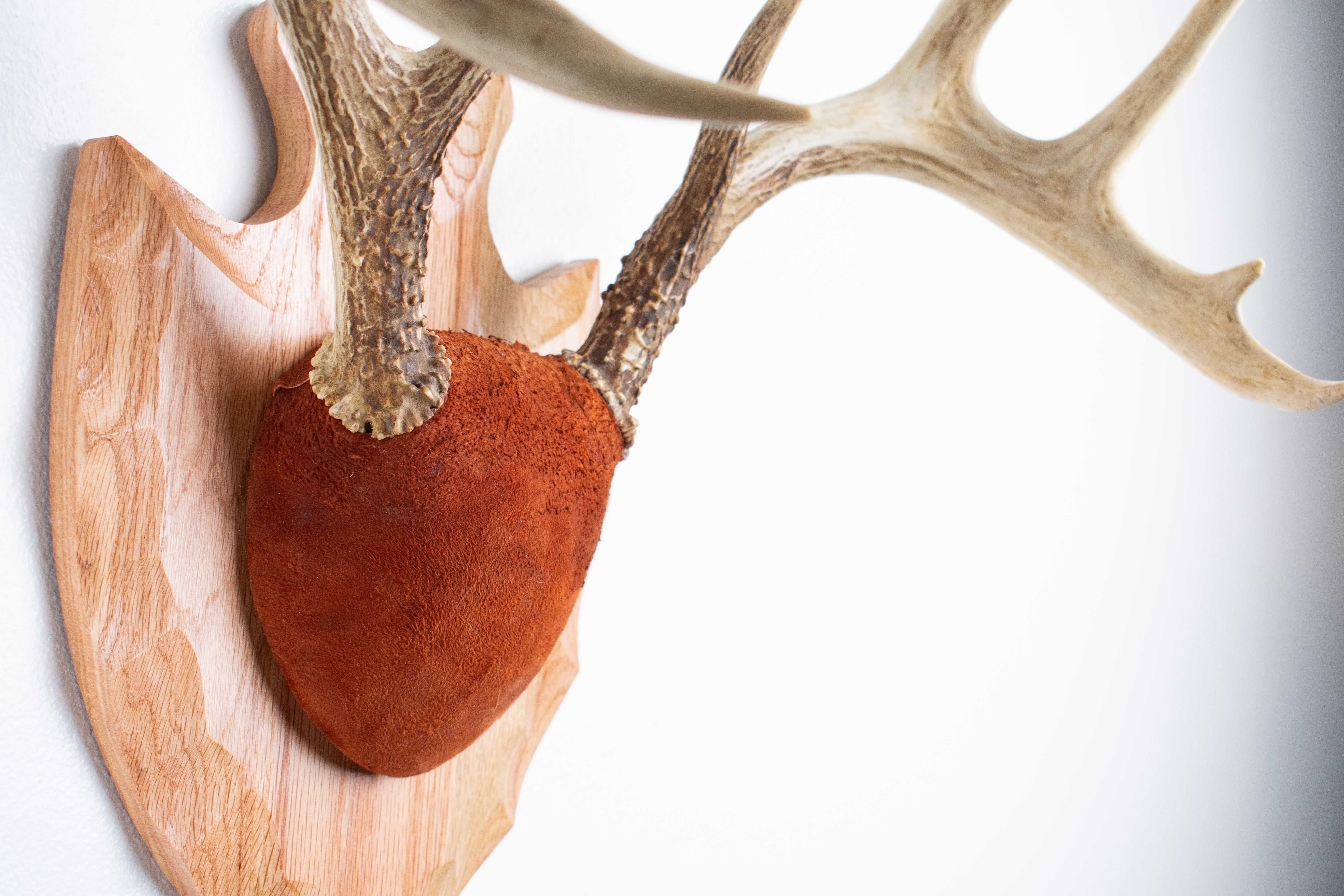 Whitetail Deer Antler Mount | Nutmeg | 10